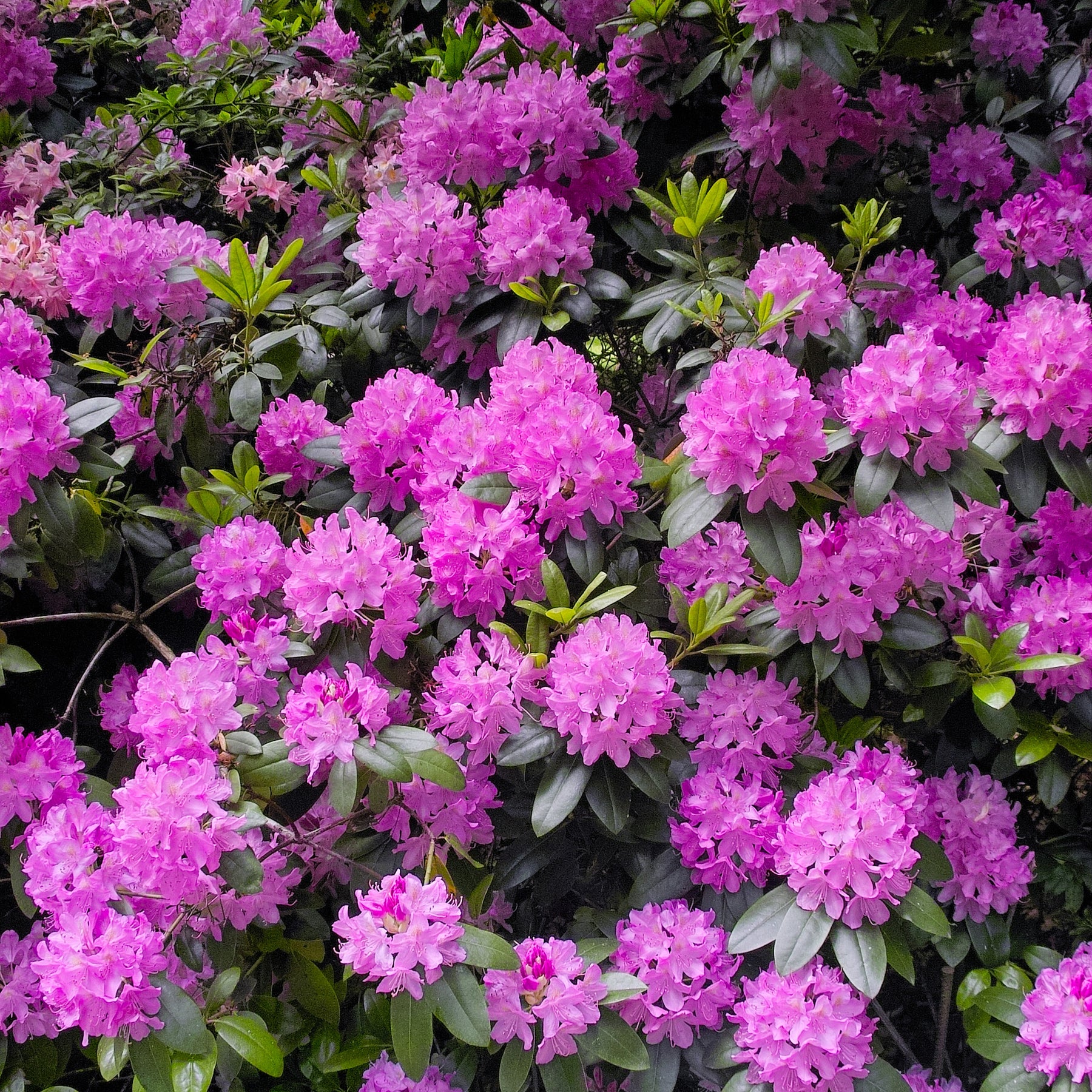 Rhododendron Roseum Elegans - Rhododendron roseum elegans