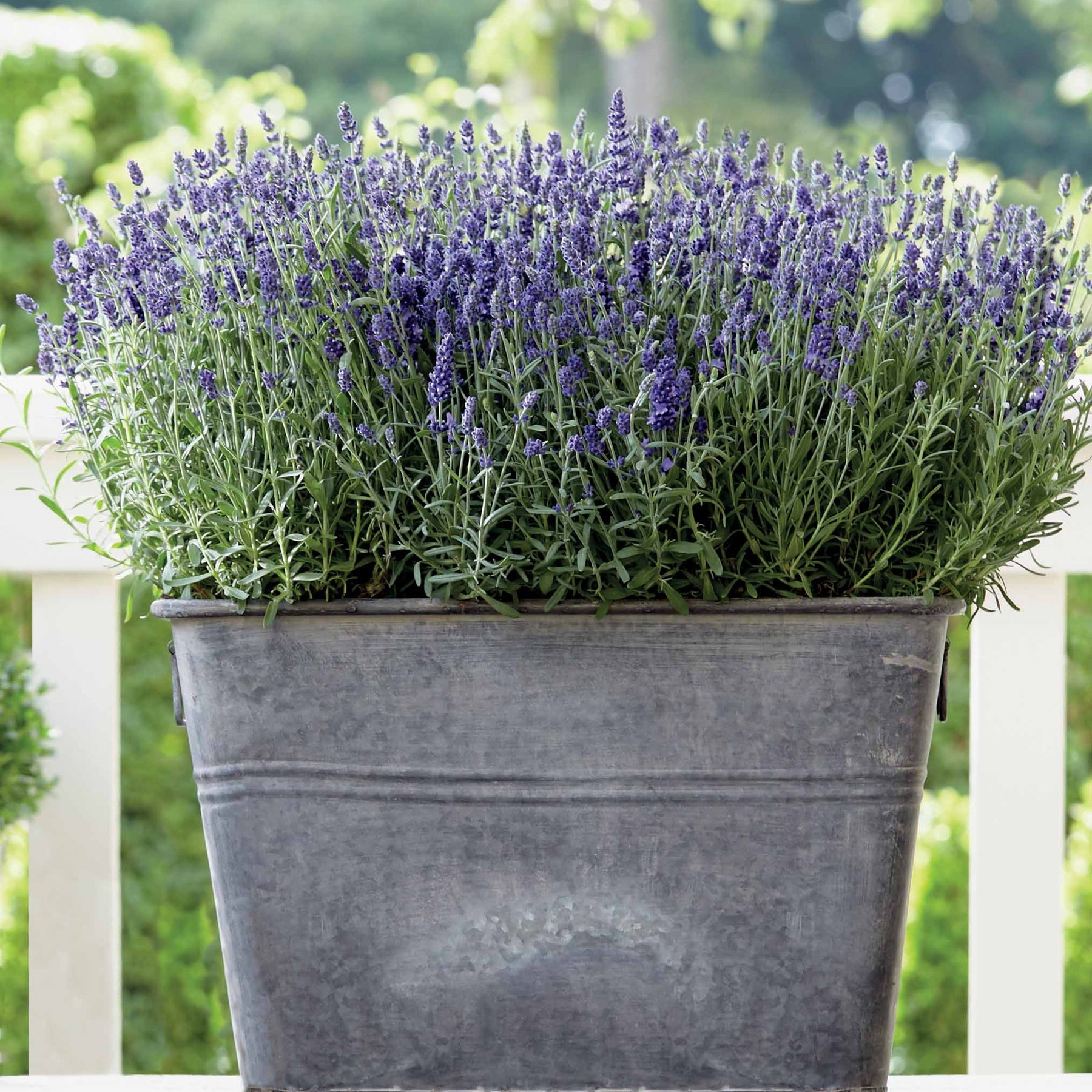 3 Lavandes Ardeche - Lavandula angustifolia ardeche - Plantes vivaces