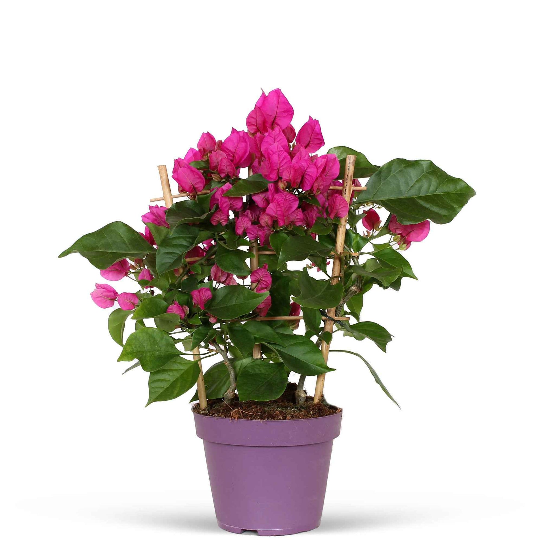 Bougainvillea 'Vera Deep Purple' Violet avec support