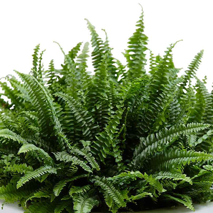 Fougère de Boston - Nephrolepis exaltata 'Green Lady' - Willemse