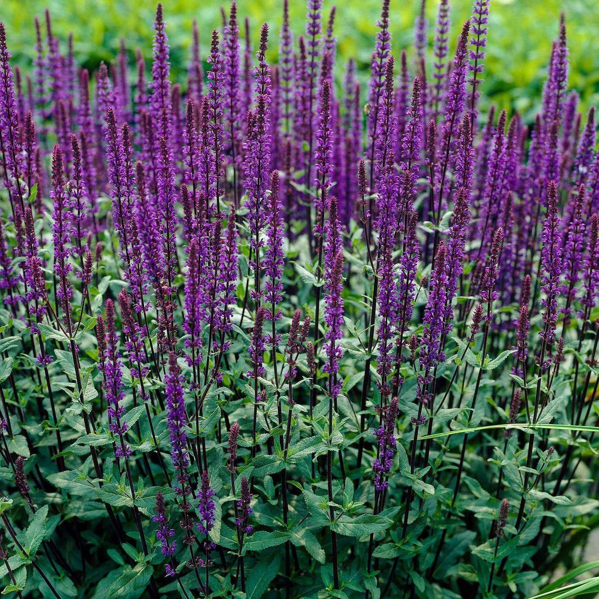 Sauge des bois Caradonna - Salvia nemorosa caradonna - Willemse