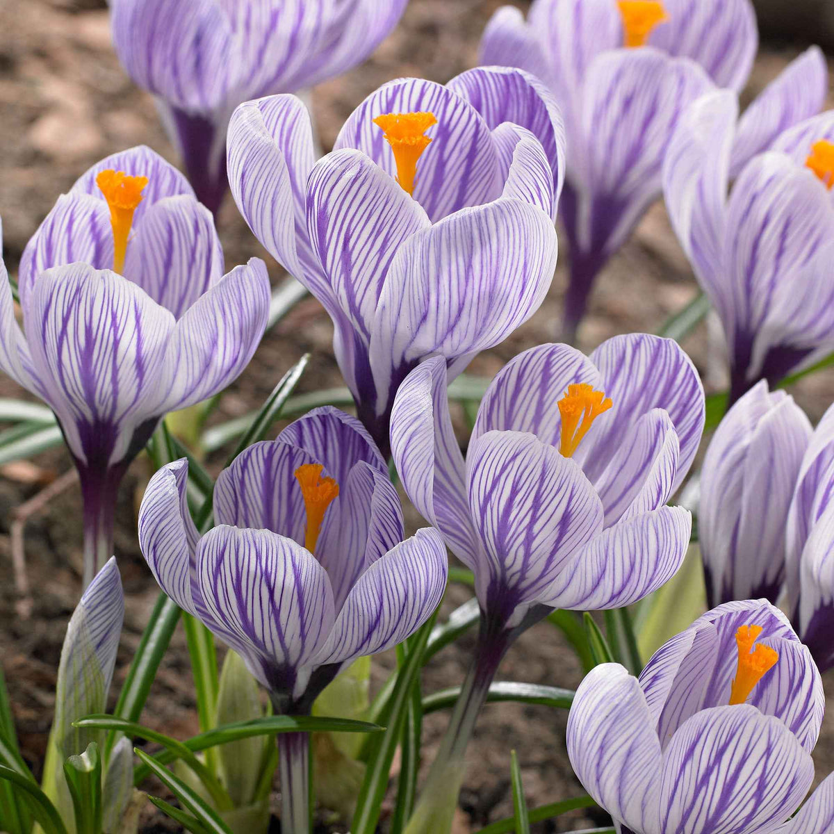 15 Crocus Pick Wick - Crocus vernus pick wick - Willemse