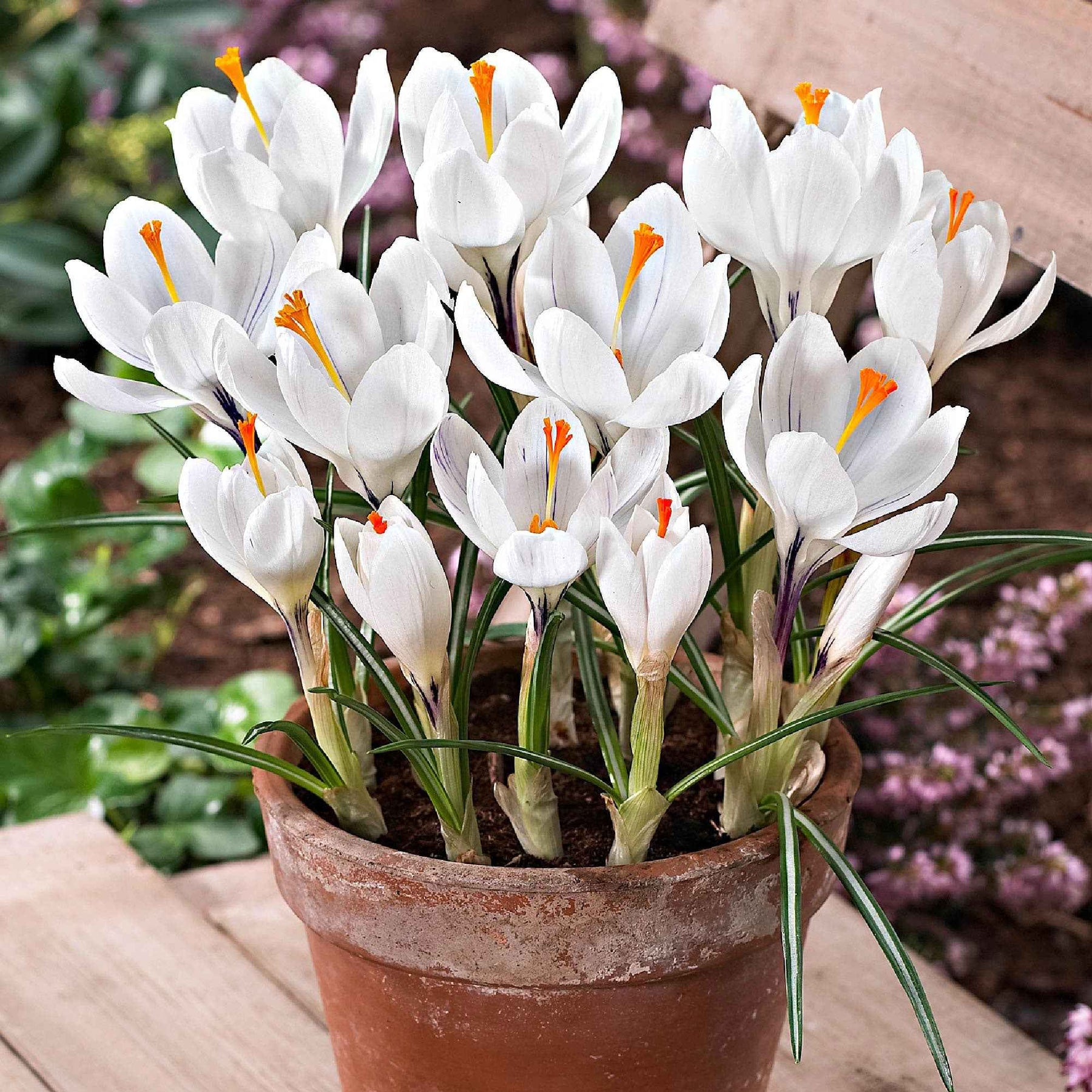 15 Crocus Jeanne d'Arc - Crocus vernus jeanne d'arc - Plantes