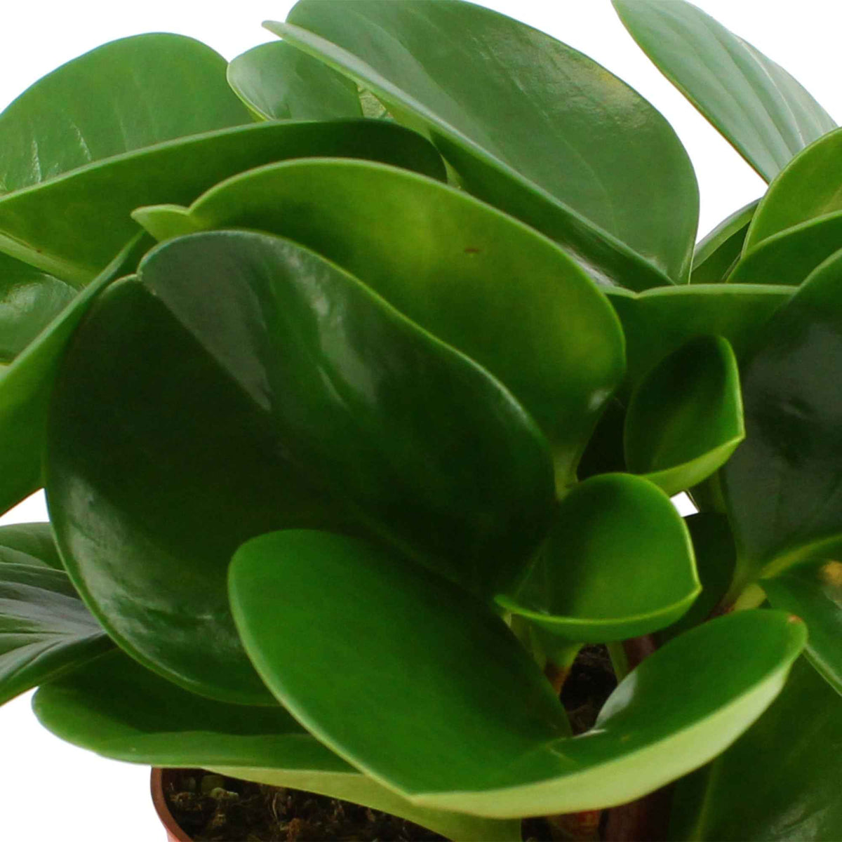 Peperomia obtusifolia - Peperomia obtusifolia - Willemse