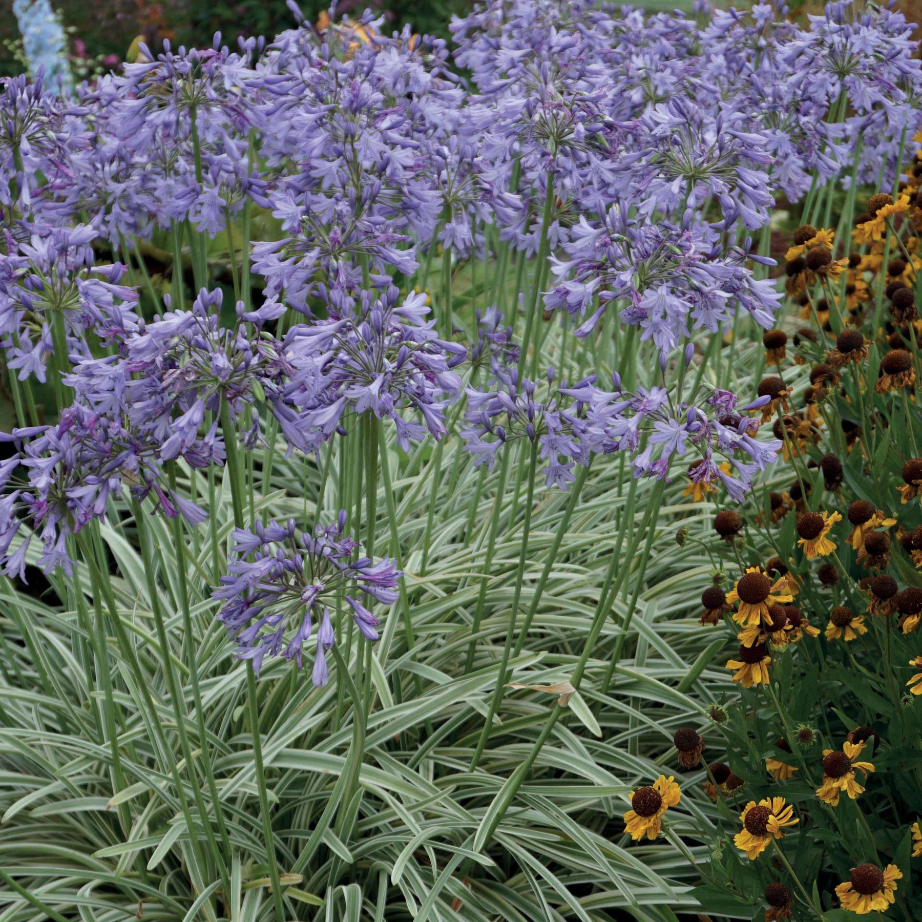 Agapanthe Silver Moon - Agapanthus silver moon - Agapanthes