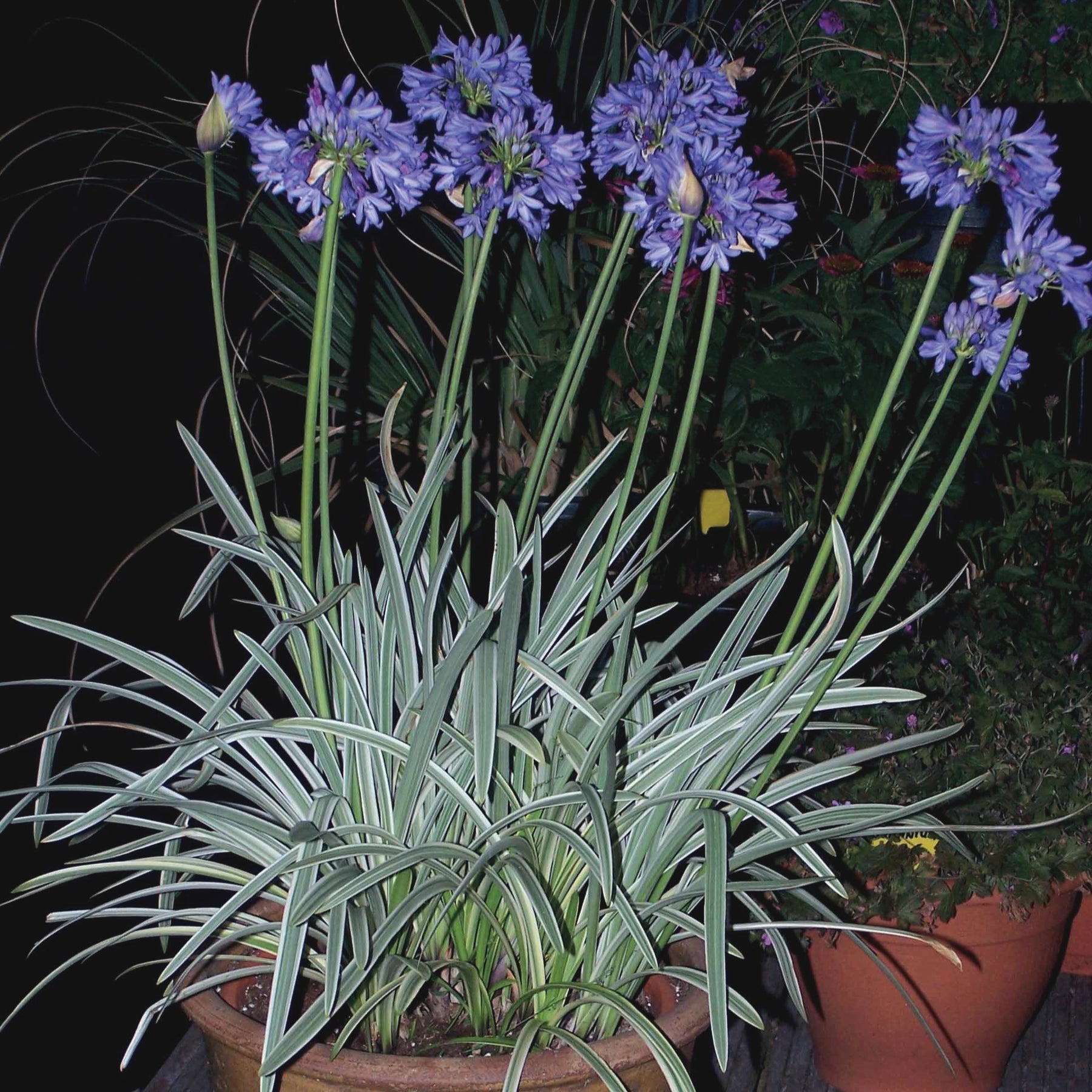 Agapanthe Silver Moon - Agapanthus silver moon