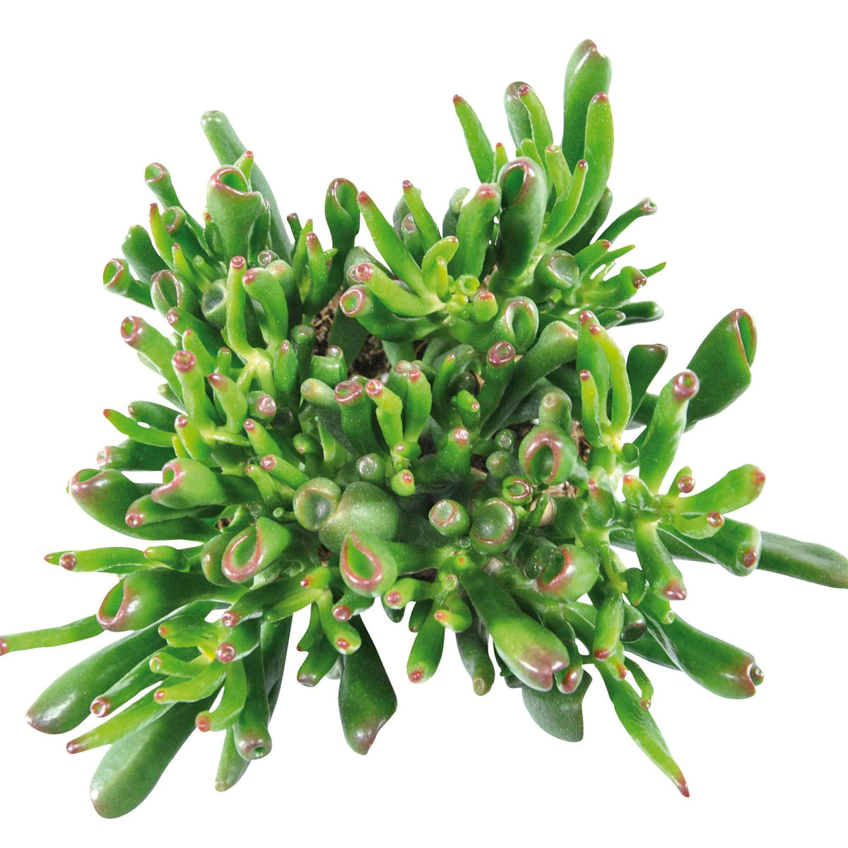 Crassula hobbit - Crassula ovata hobbit - Willemse