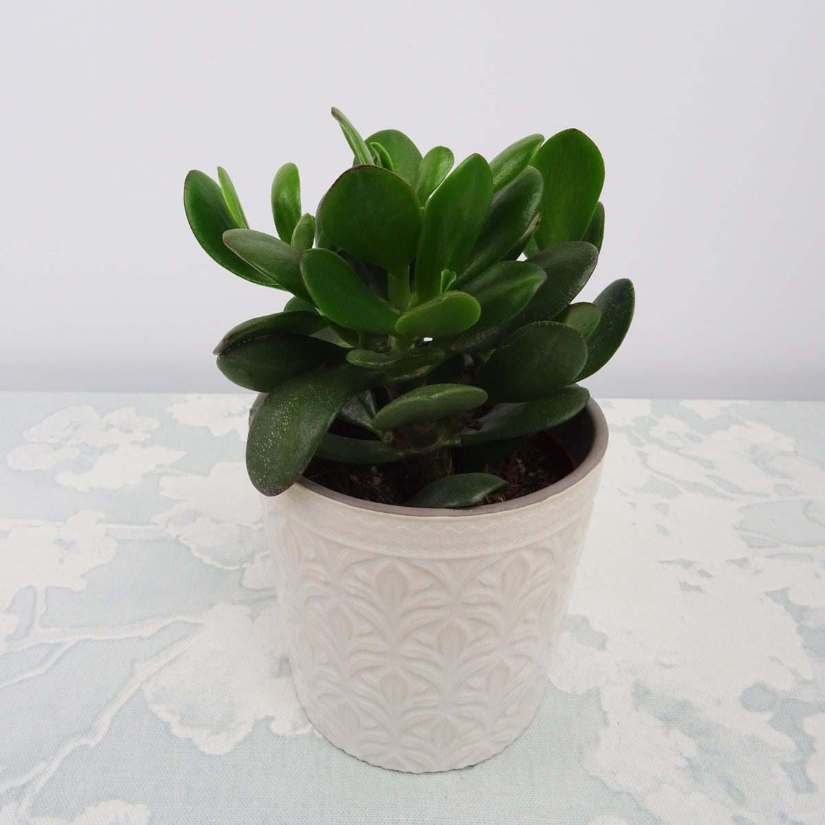 Crassula ovata argentea - Crassula ovata argentea - Willemse