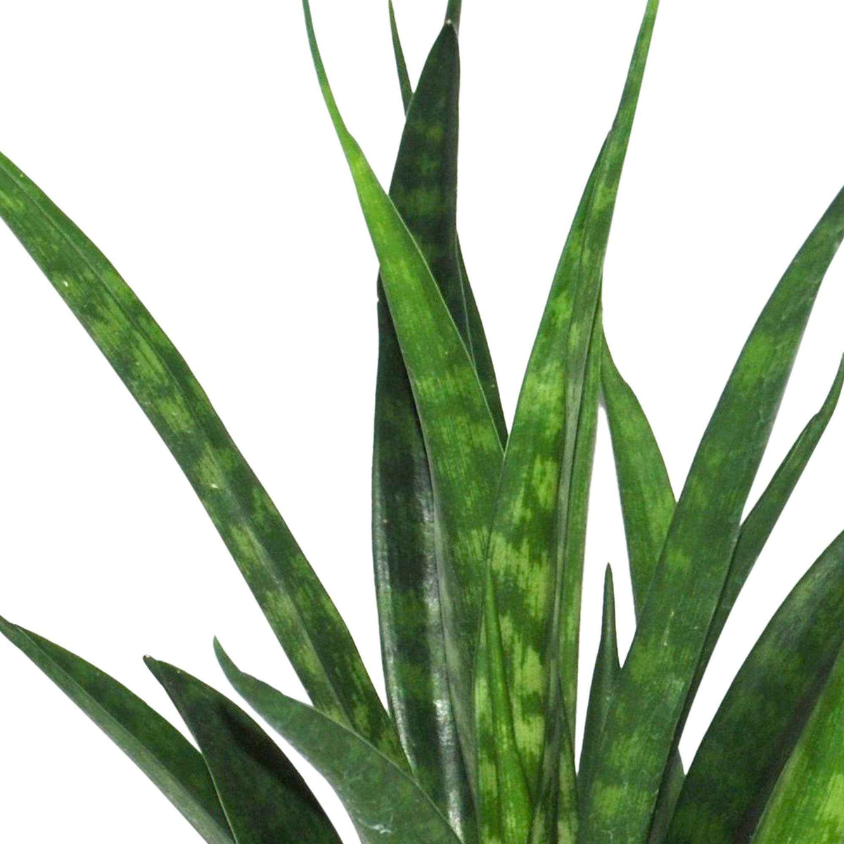 Sansevière kirkii Friends - Sansevieria kirkii friends - Willemse