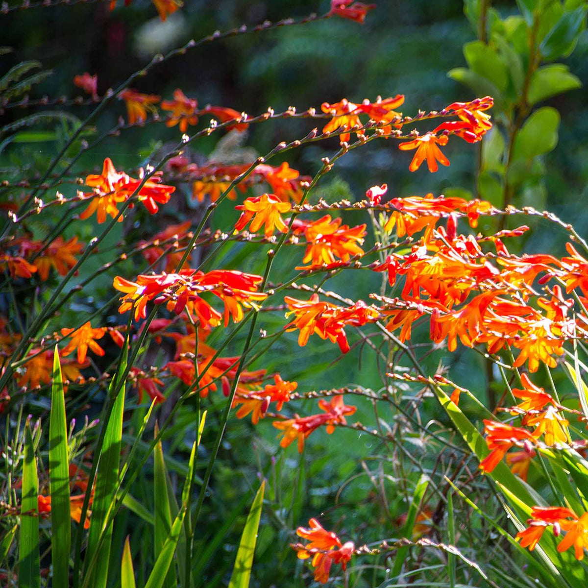 30 Crocosmias en mélange - Crocosmia - Willemse