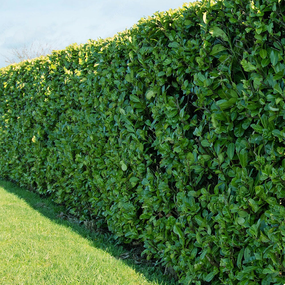 Laurier cerise - Prunus laurocerasus Caucasica - Willemse