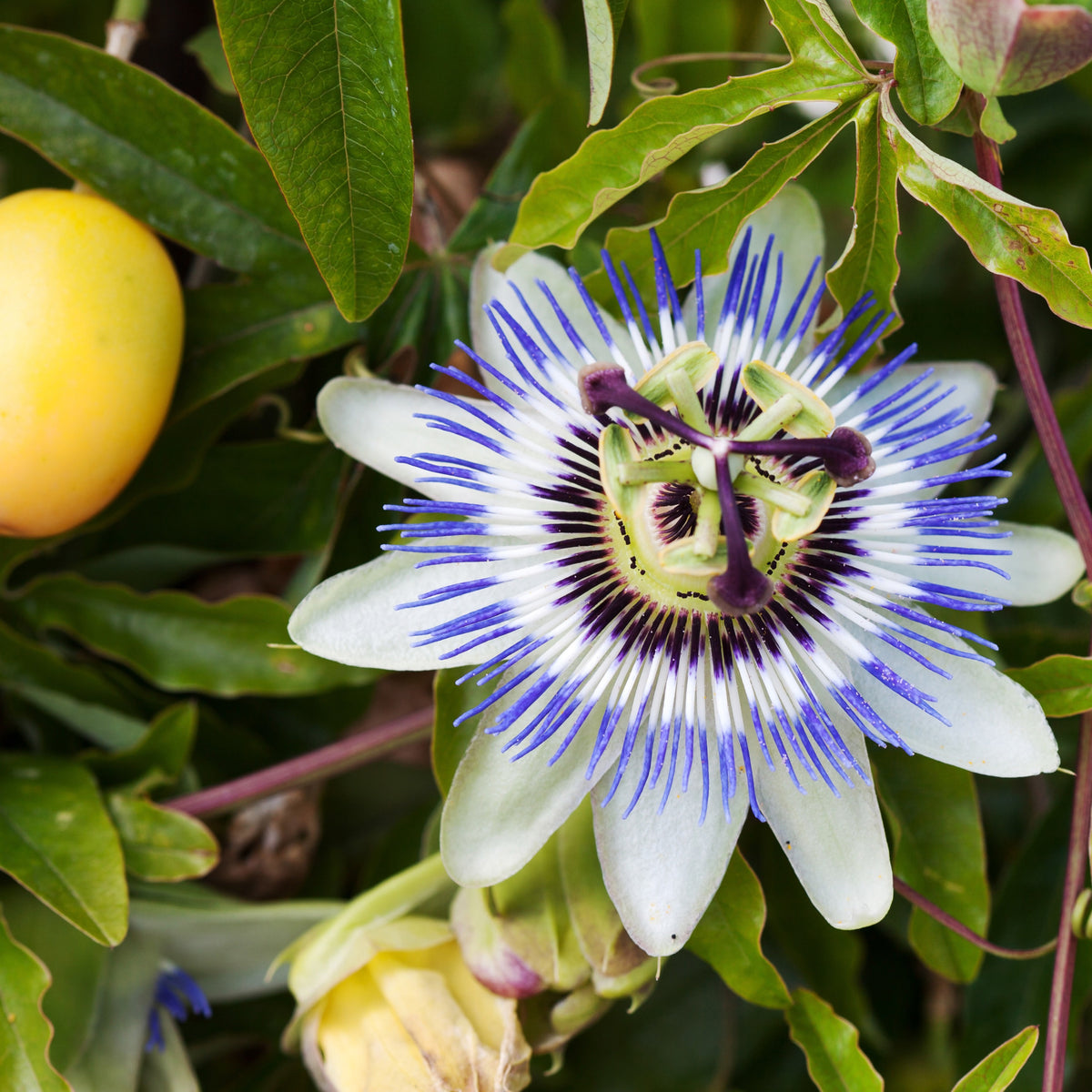 Passiflore bleue - Passiflora caerulea - Passiflores