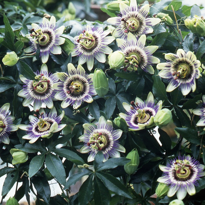 Passiflore bleue - Passiflora caerulea