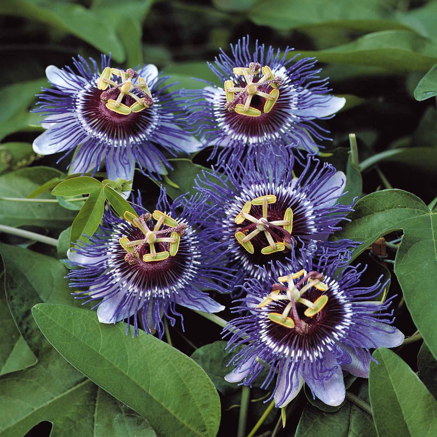 Passiflore Purple rain - Passiflora purple rain - Plantes