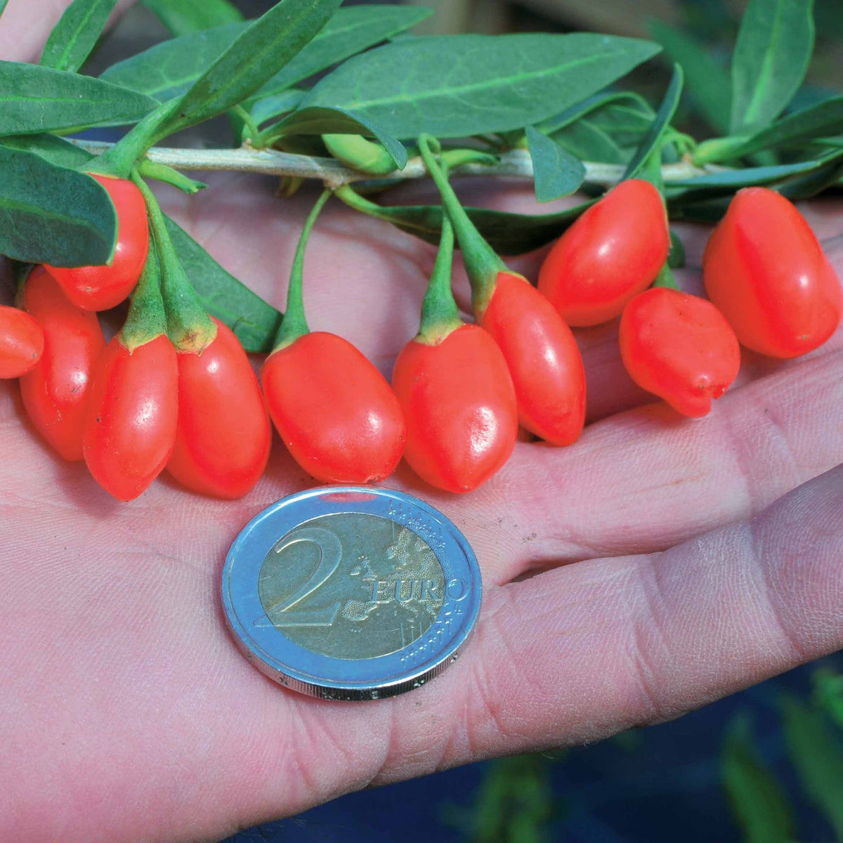 Goji Princess TAO - Lycium barbarum princess tao ® 'fpw03' - Willemse