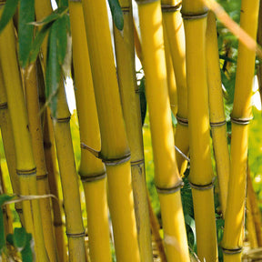 Bambou traçant jaune - Phyllostachys aureosulcata aureocaulis - Plantes
