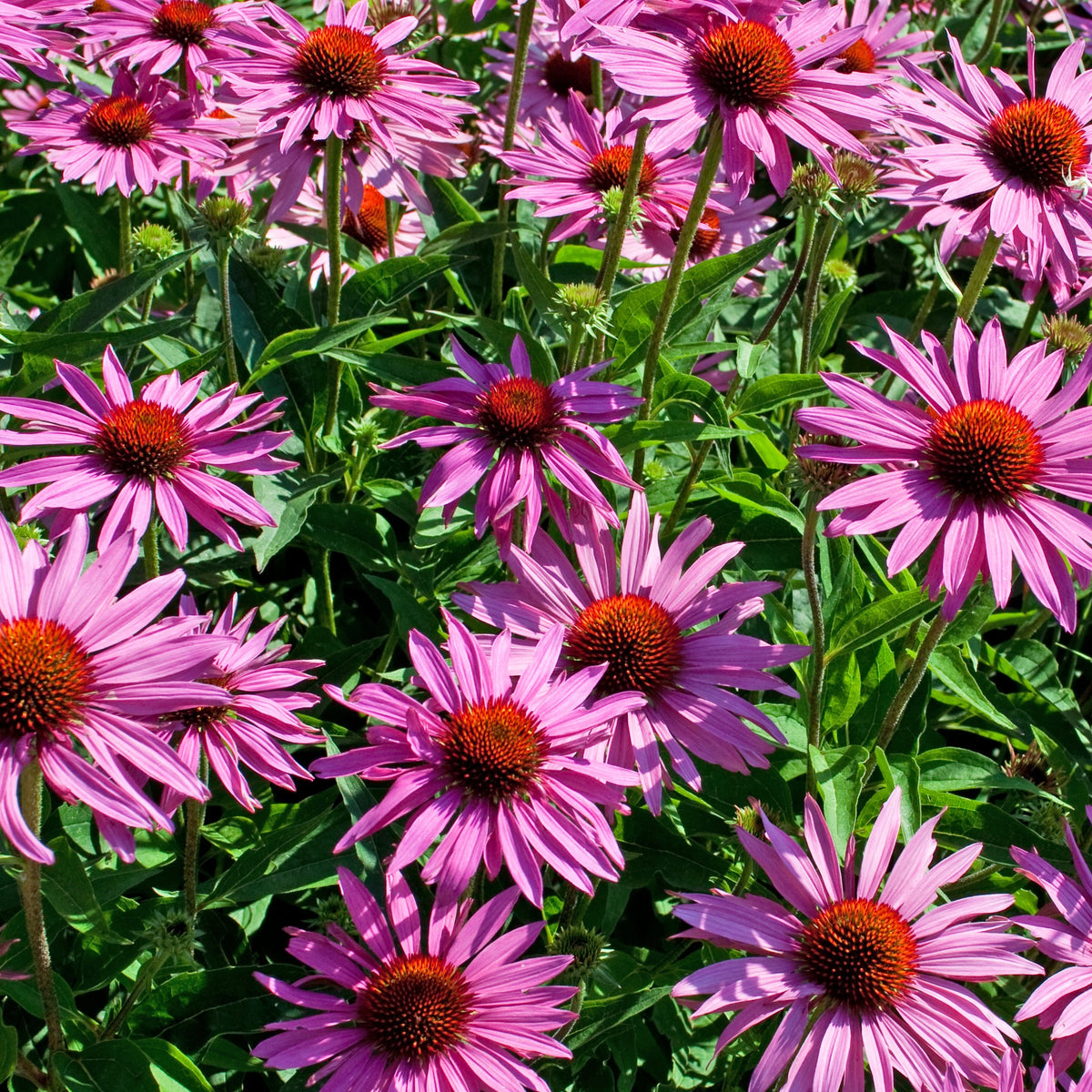 Echinacée pourpre - Echinacea purpurea - Willemse