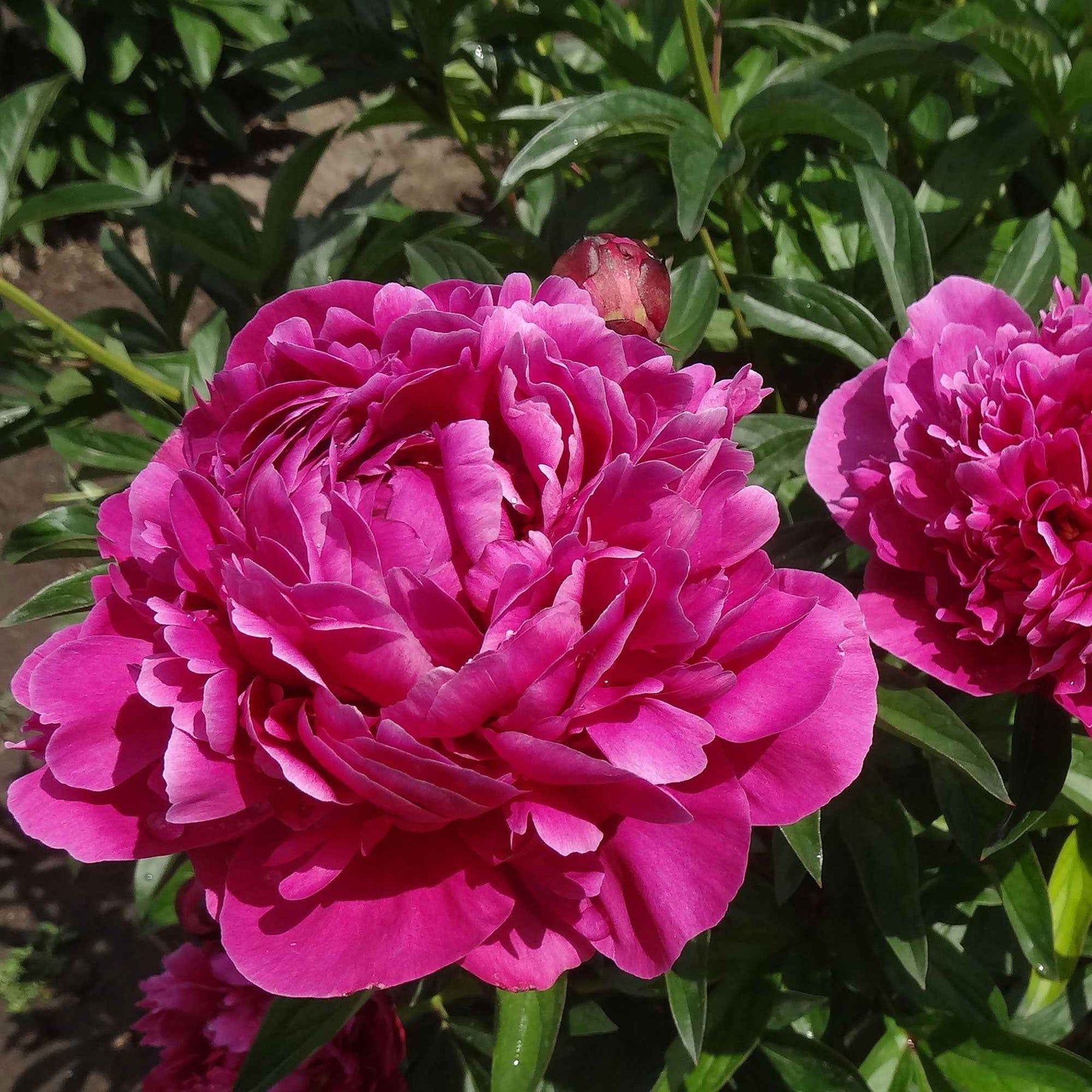 Pivoine rouge - Paeonia lactiflora Karl Rosenfield - Plantes