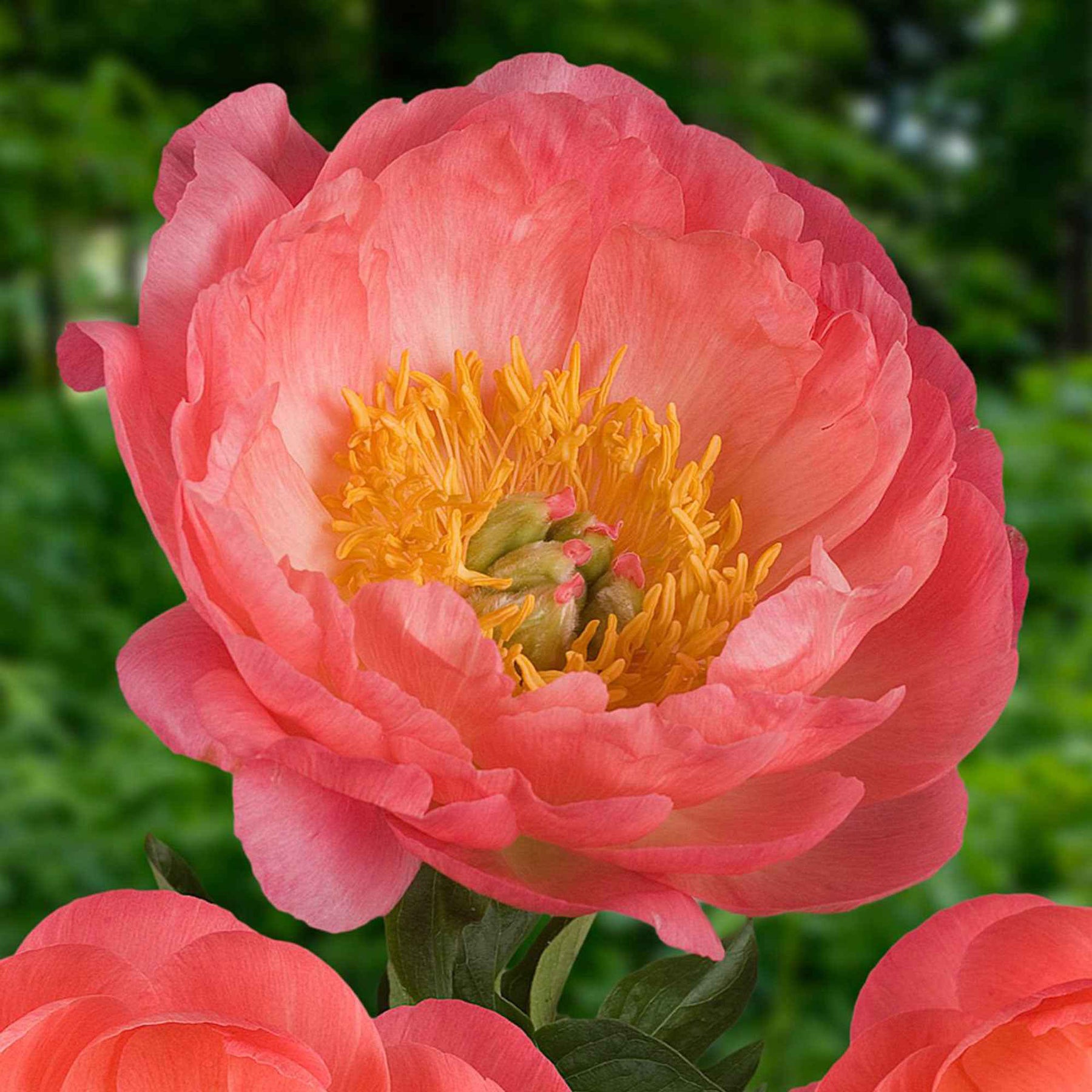 Pivoine Corail - Paeonia coral sunset - Plantes vivaces