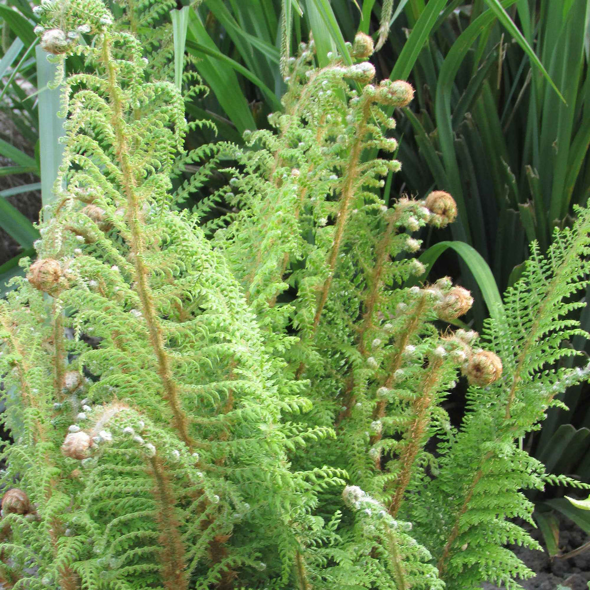 Aspidie à cils raides Herrenhausen - Fougère - Polystichum setiferum Herrenhausen - Willemse