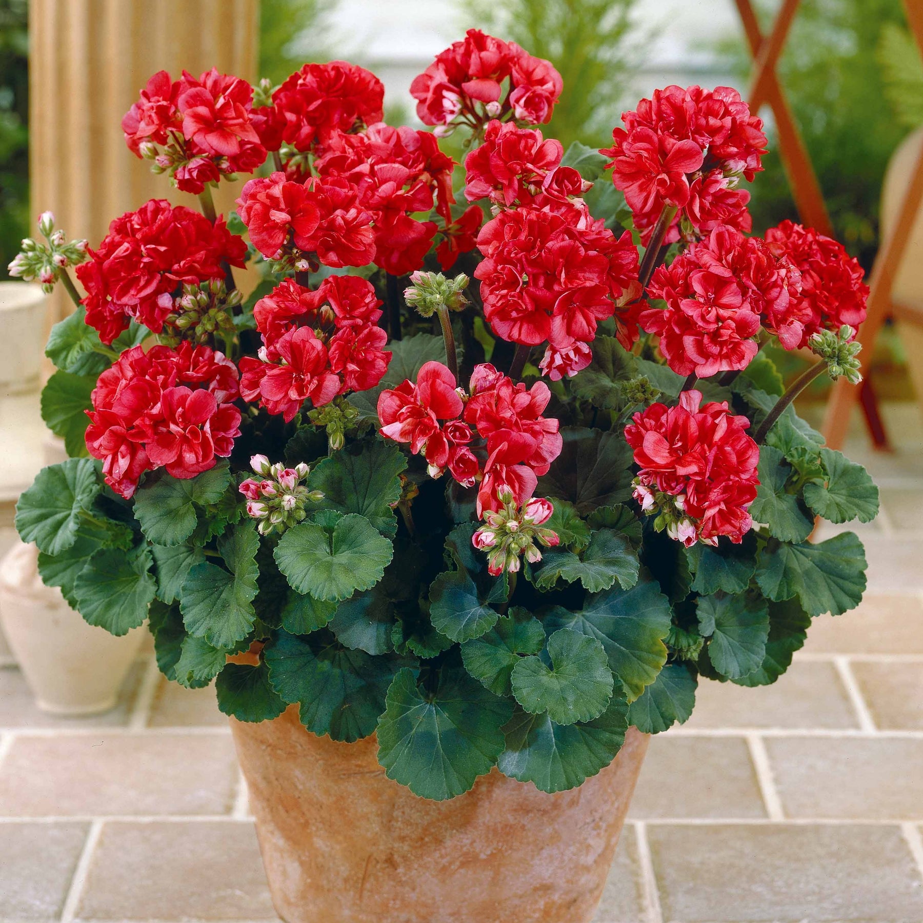 3 Géraniums orange - Pelargonium zonale toscana ®