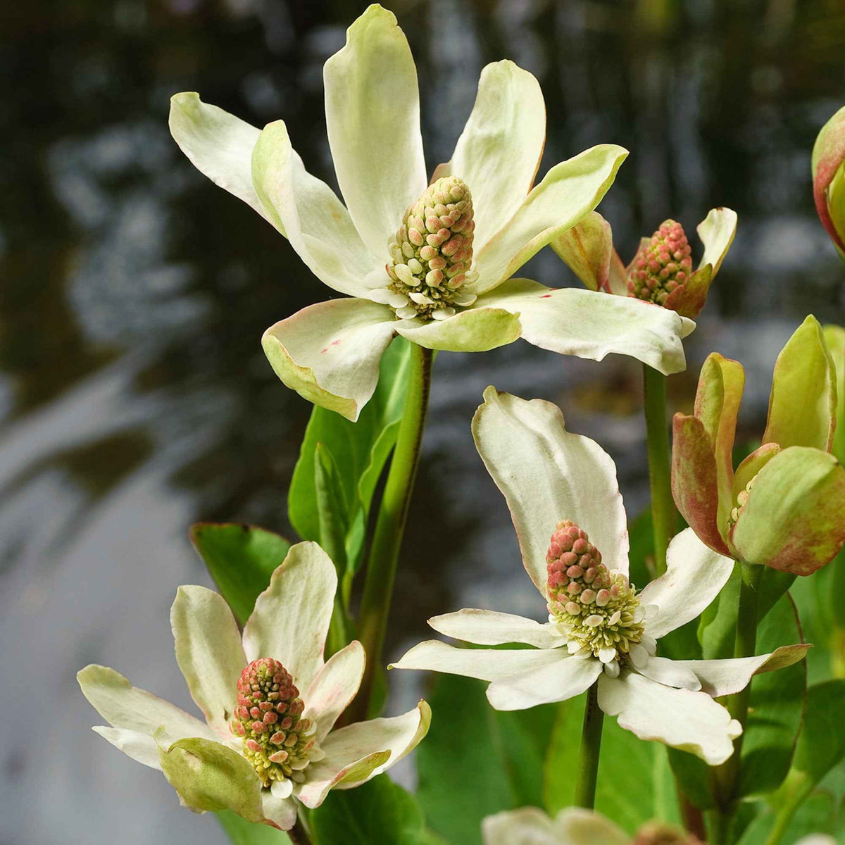 Anémopsis de Californie - Anemopsis californica - Willemse
