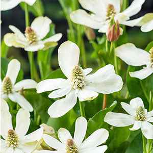 Anémopsis de Californie - Anemopsis californica - Willemse