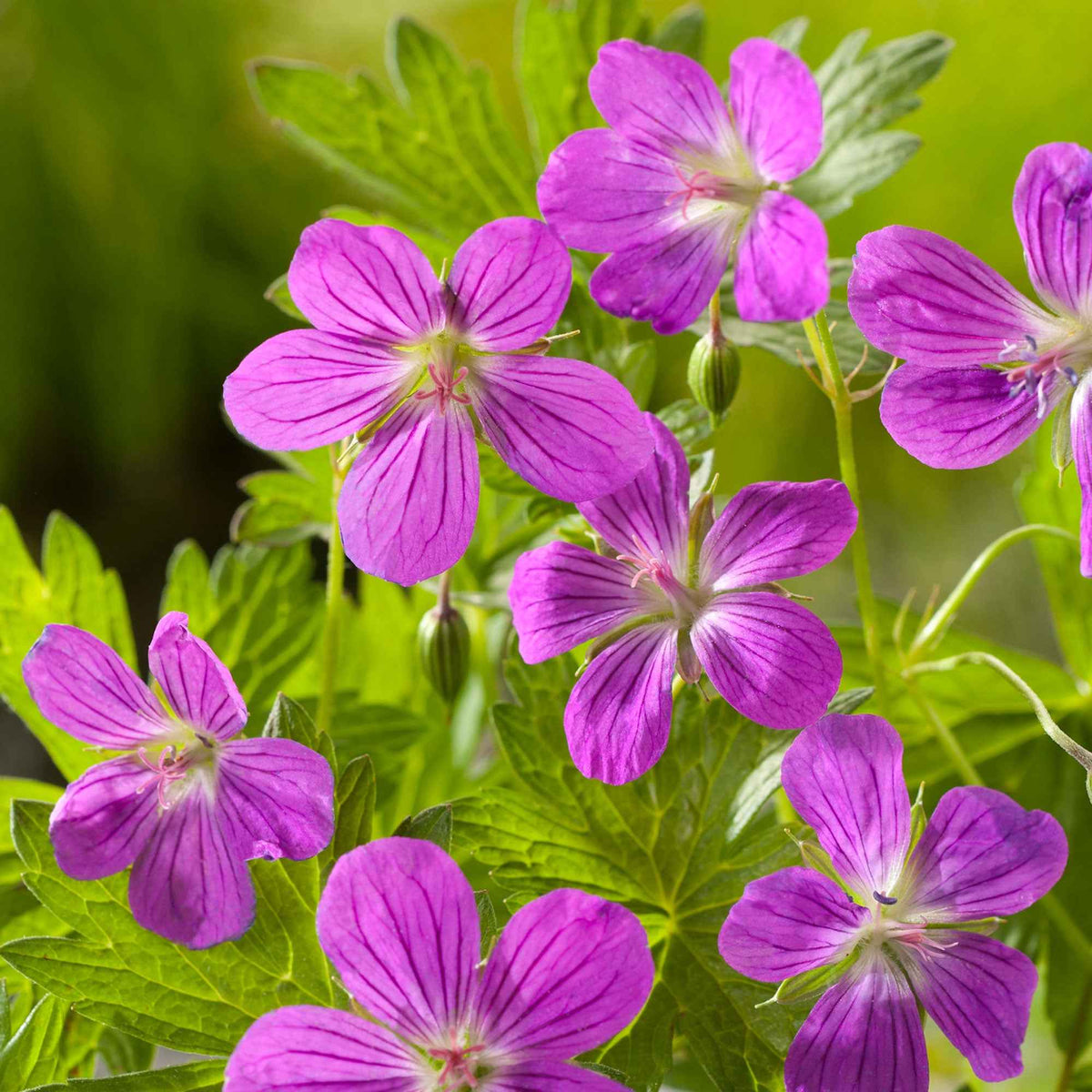Géranium des marais - Geranium palustre - Willemse