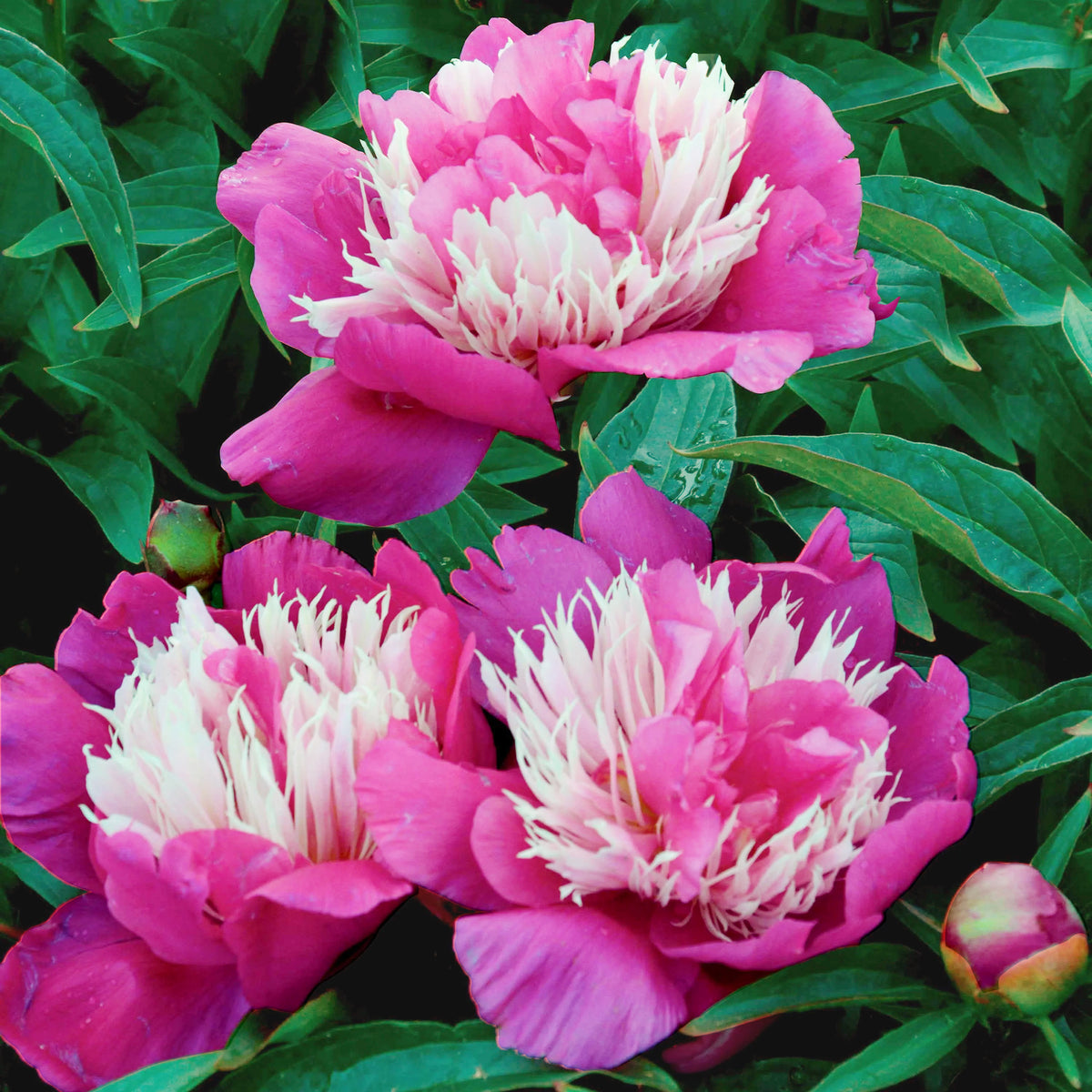 Pivoine Fantastique - Paeonia Fantastic - Willemse