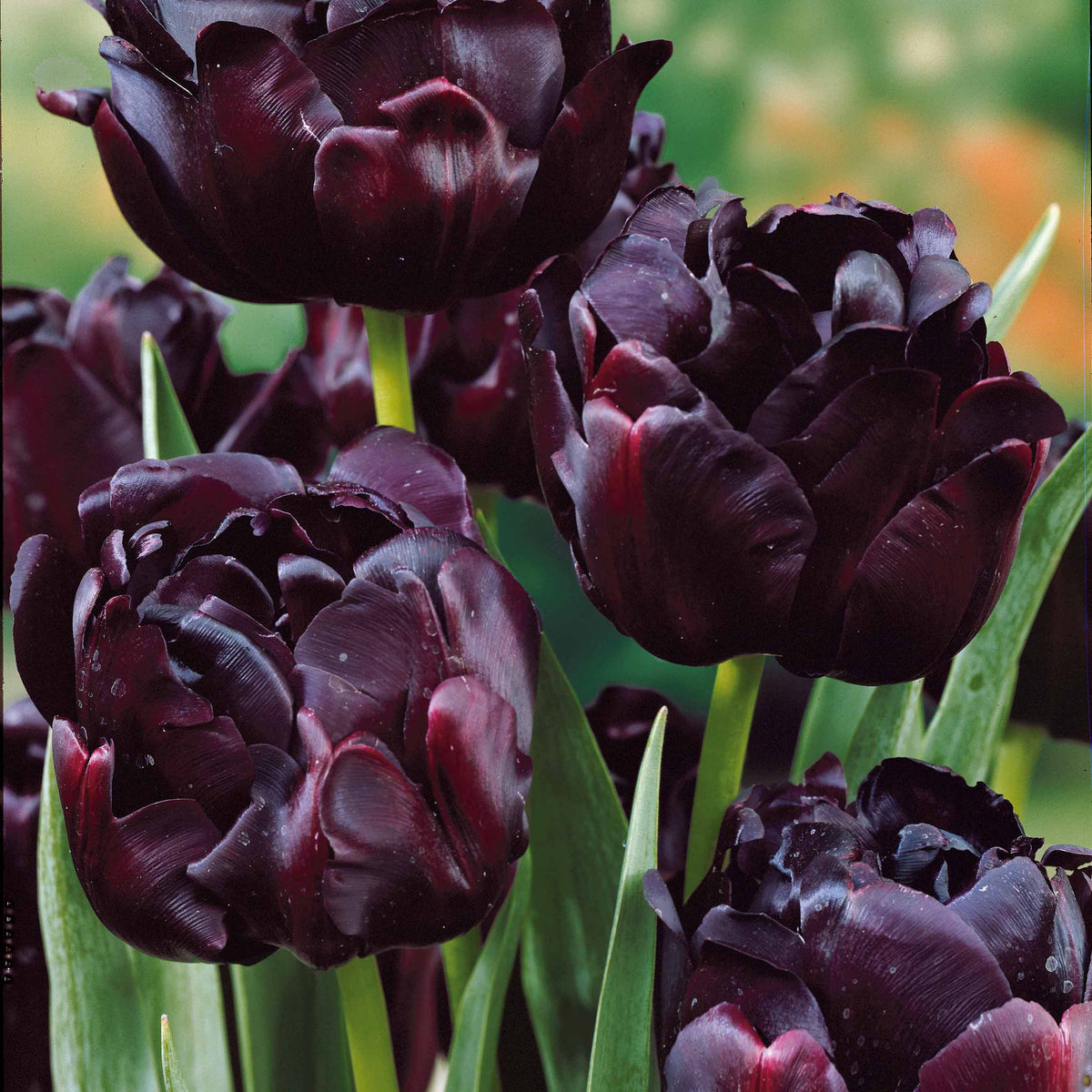 10 Tulipes à fleurs de pivoine Black Hero - Tulipa black hero - Bulbes à fleurs