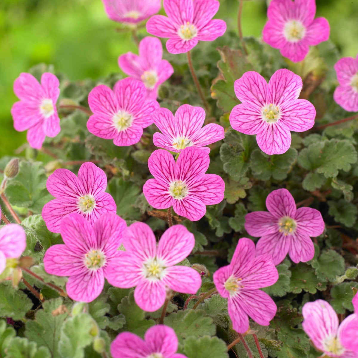 Erodium Bishops Form - Erodium variabile Bishop's Form - Willemse