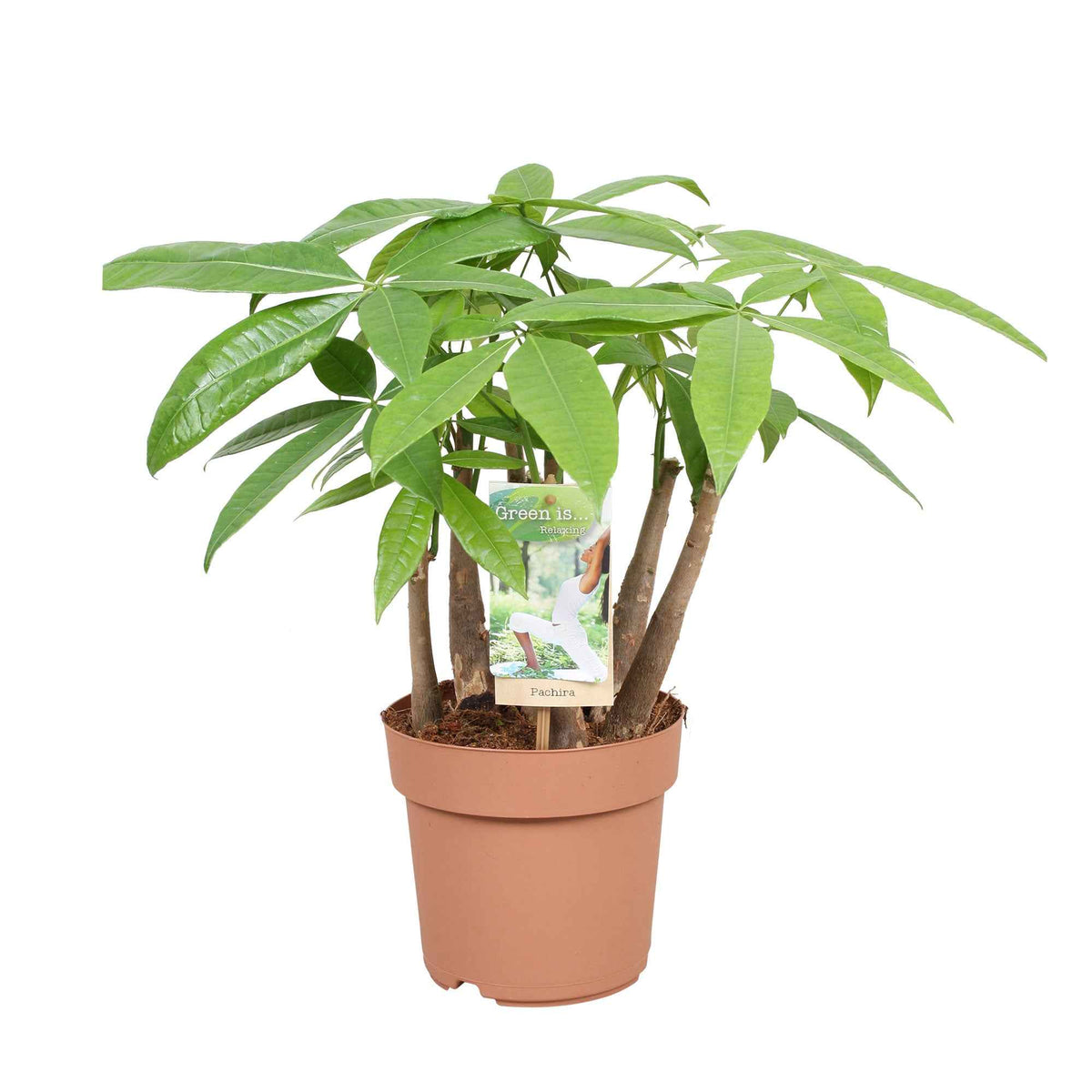 Châtaignier de Guyane - Pachira aquatica - Willemse