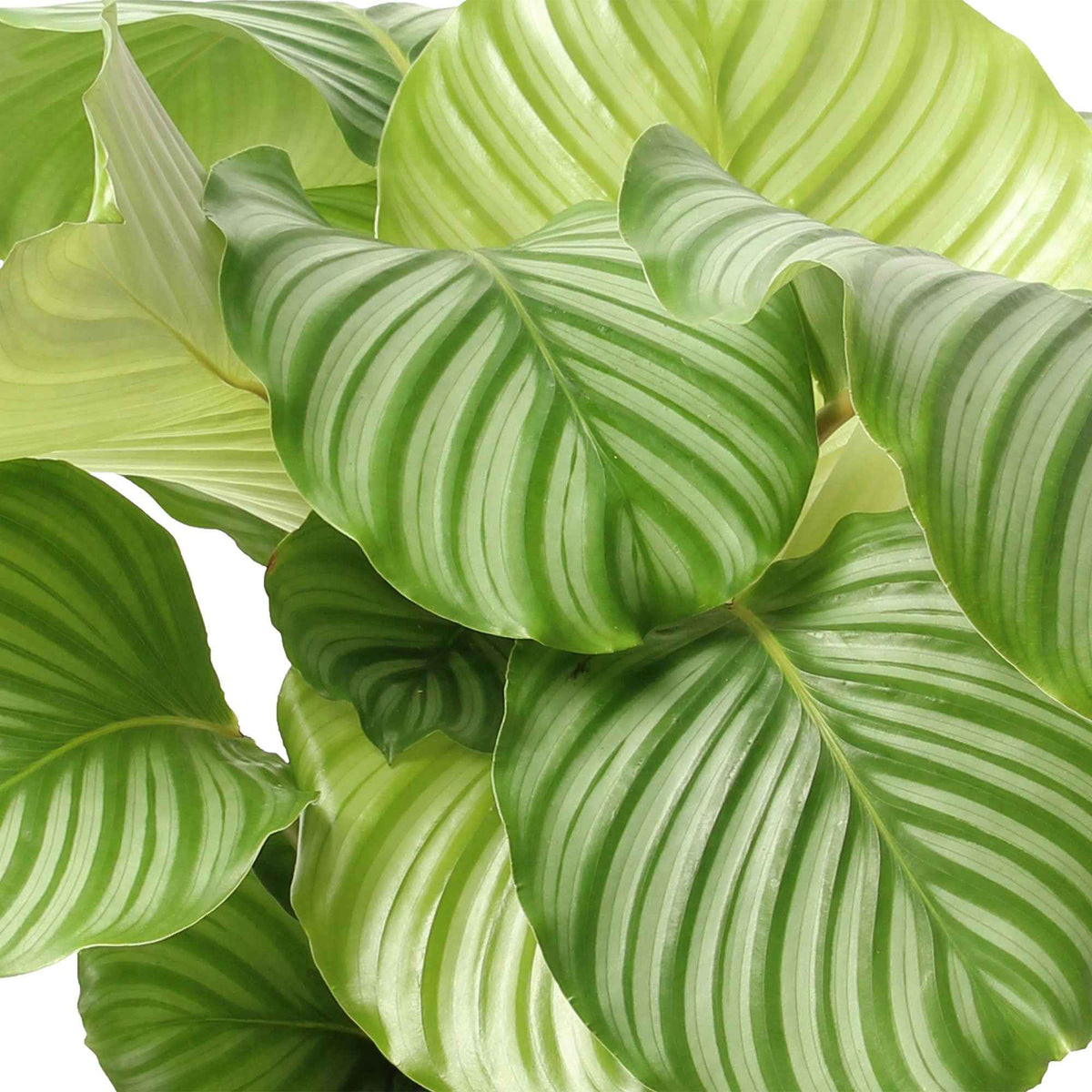 Calathea orbifolia - Calathea orbifolia - Willemse