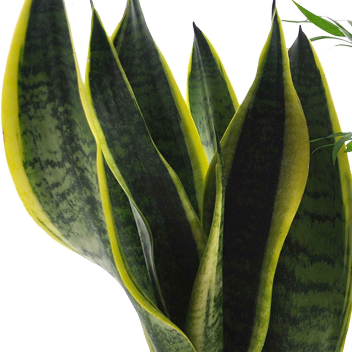 Collection de 4 plantes d'intérieur faciles - clusia, chamaedorea, ctenanthe burle marxii, sansevieria - Willemse