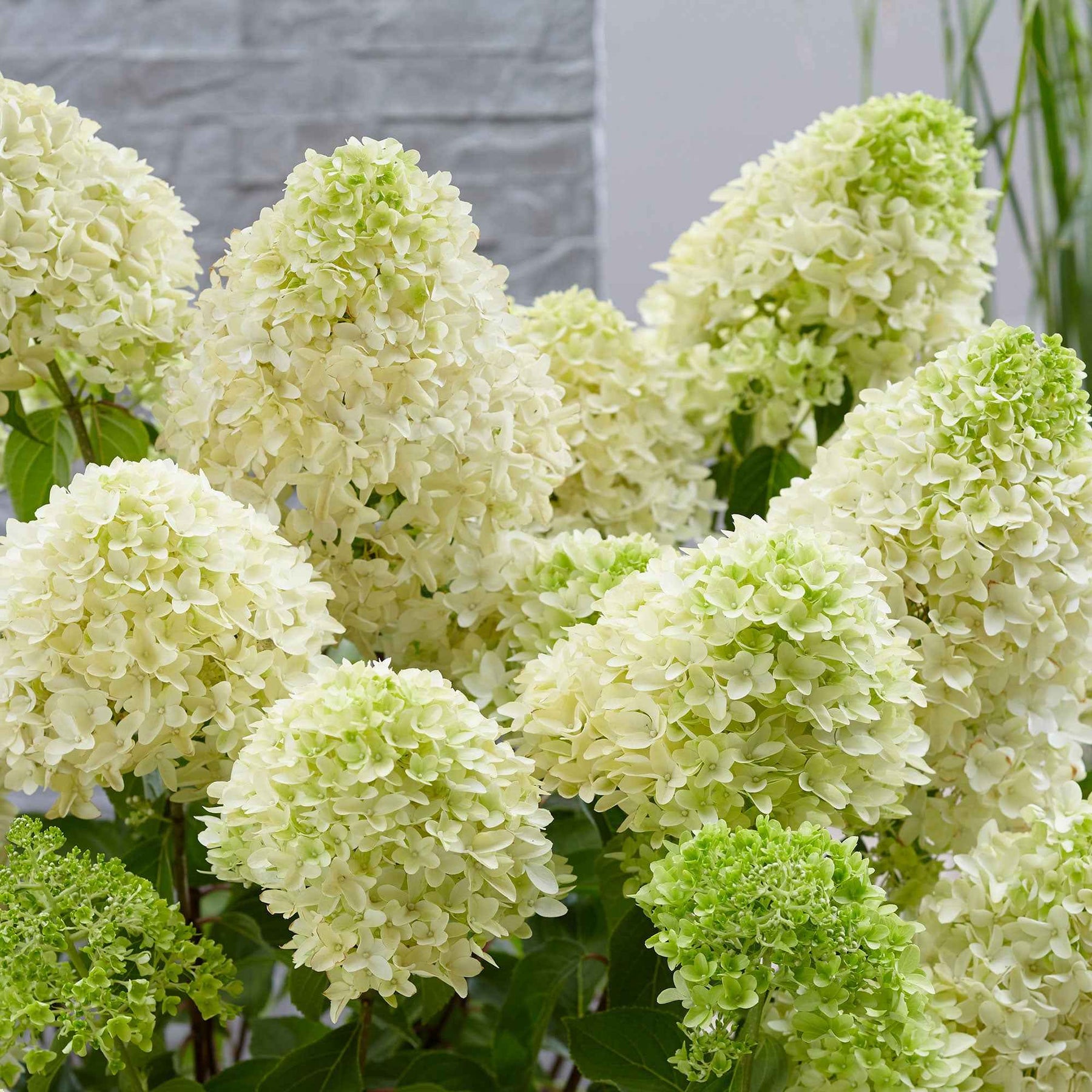 Hortensia paniculé Skyfall - Hydrangea paniculata skyfall - Plantes