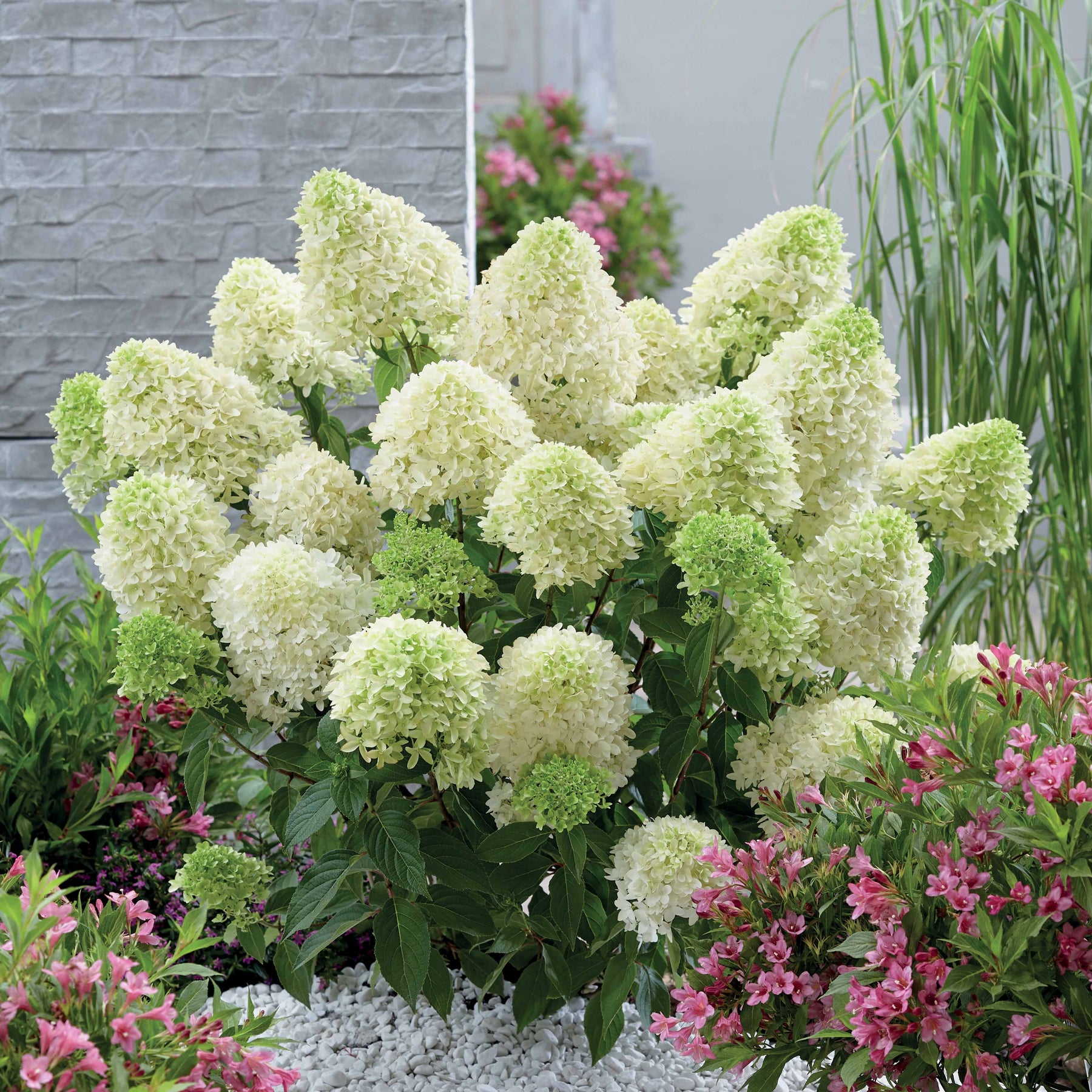 Hortensia paniculé Skyfall - Hydrangea paniculata skyfall