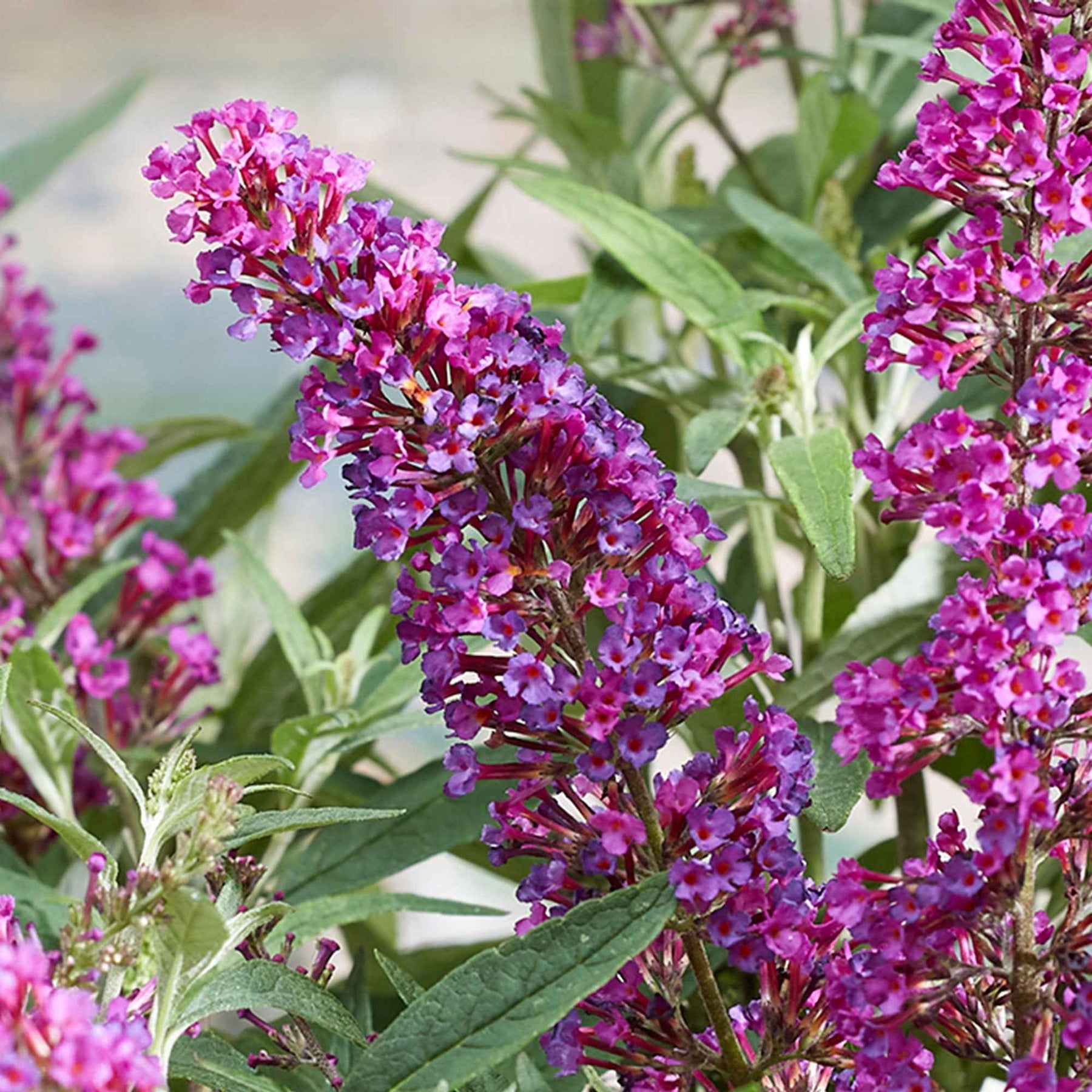 Arbre à papillons Butterfly Towers - Buddleja davidii 'butterfly towers' - Arbustes