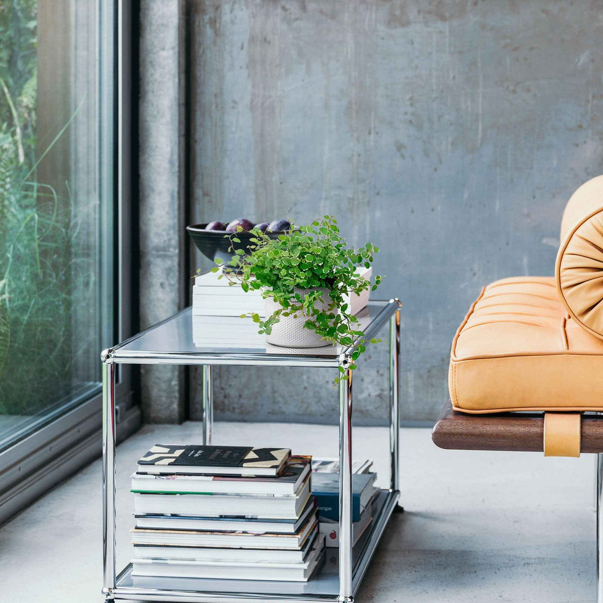 Ficus pumila White Sunny - Ficus pumila white sunny - Willemse