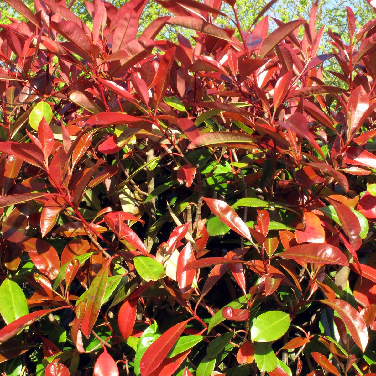 Haie de 3 Photinias Red Robin - Photinia fraseri Red Robin - Willemse