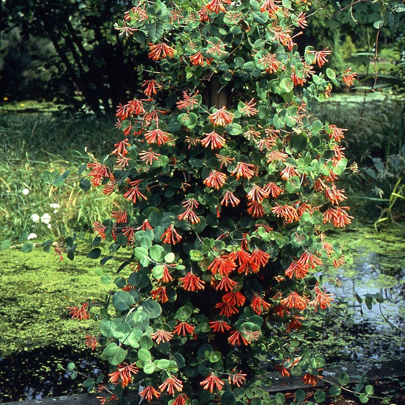 Chèvrefeuille grimpant Dropmore Scarlet - Lonicera brownii Dropmore Scarlet