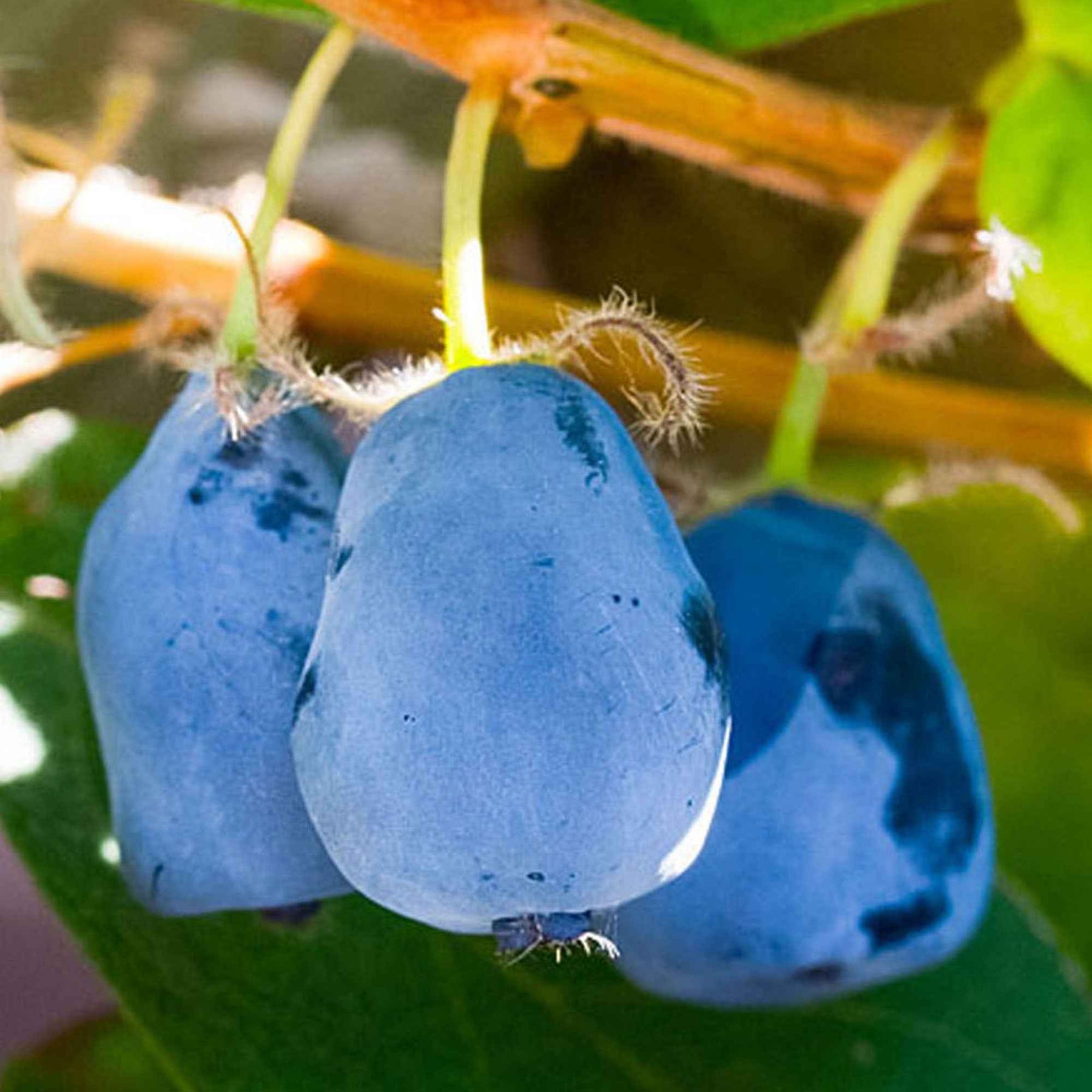 Baie de mai Lonicera 'Duet' - Biologique - Fruits