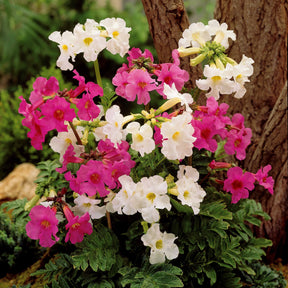 4 Terreurs des taupes blanches et roses - Incarvillea delavayi - Fleurs vivaces