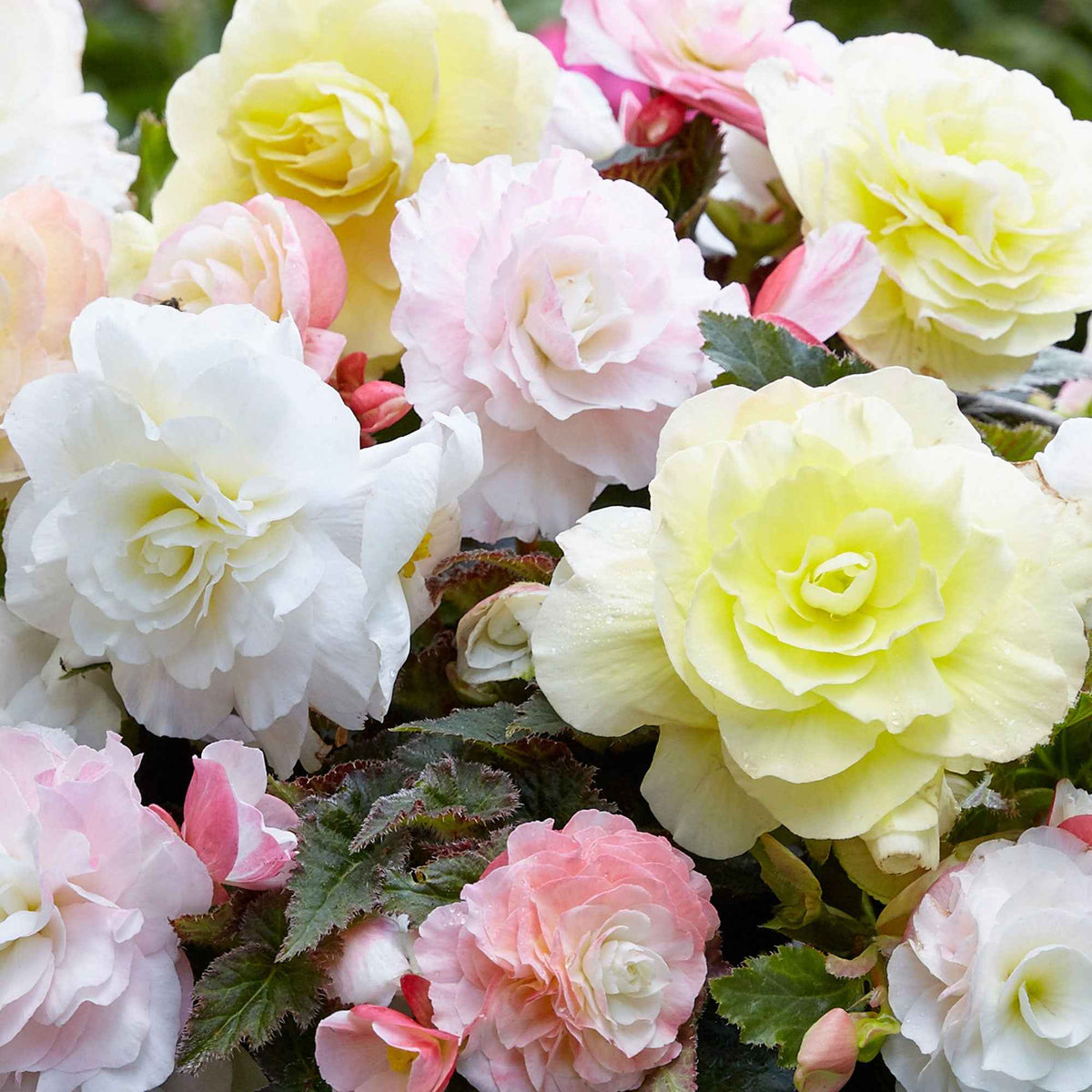 4 bégonias pastel crème et rose - Begonia Wummi creme, Wummi Apple Bloom - Willemse