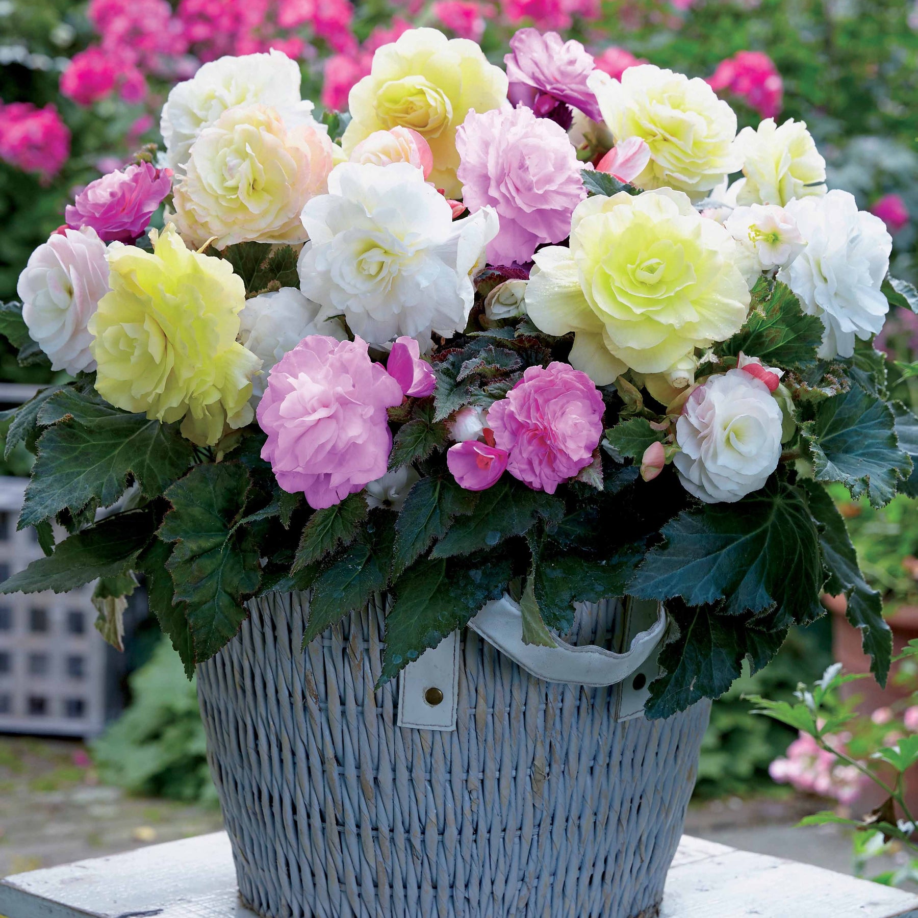 4 bégonias pastel crème et rose - Begonia wummi creme wummi apple bloom