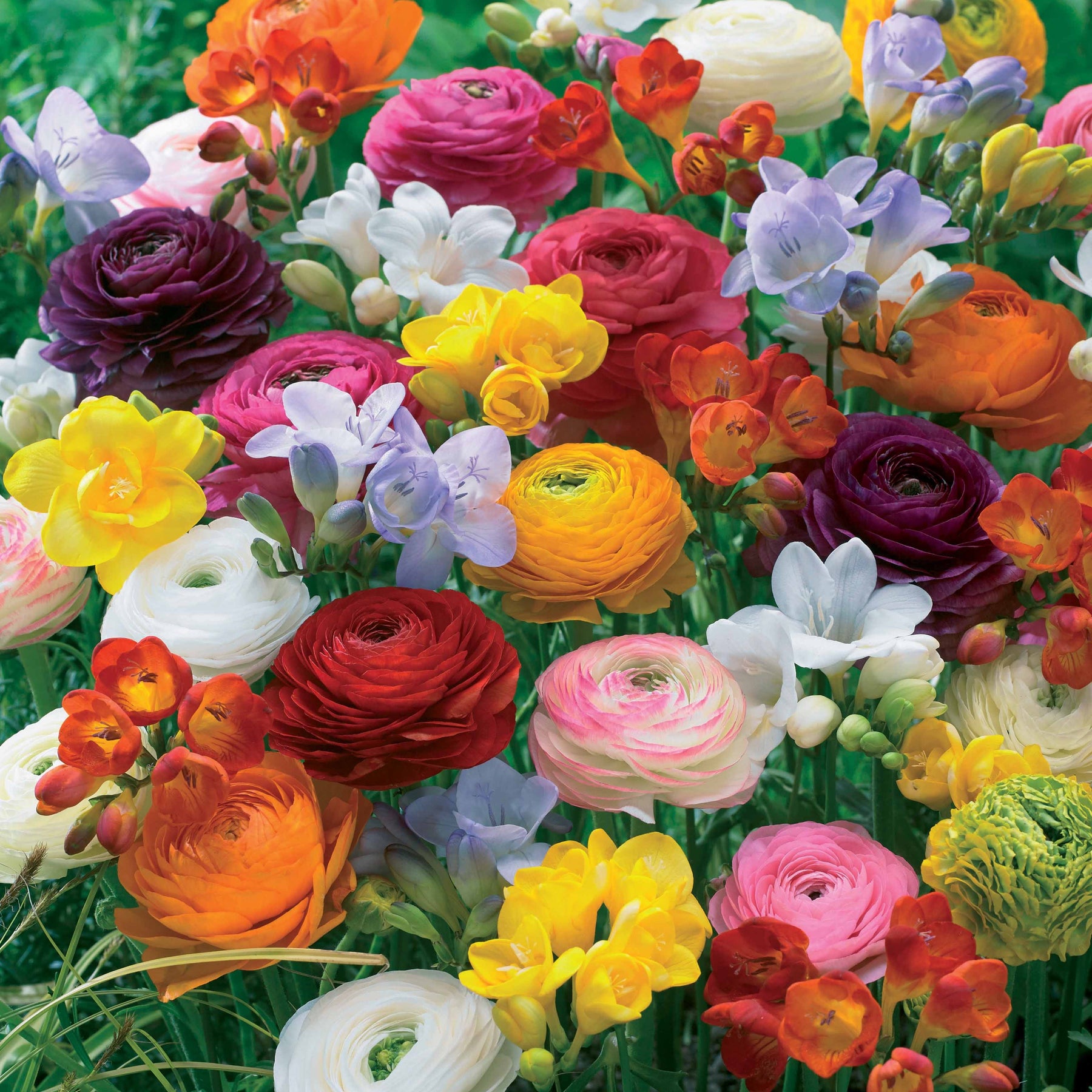 20 Freesias et Renoncules en mélange - Freesia, ranunculus - Plantes