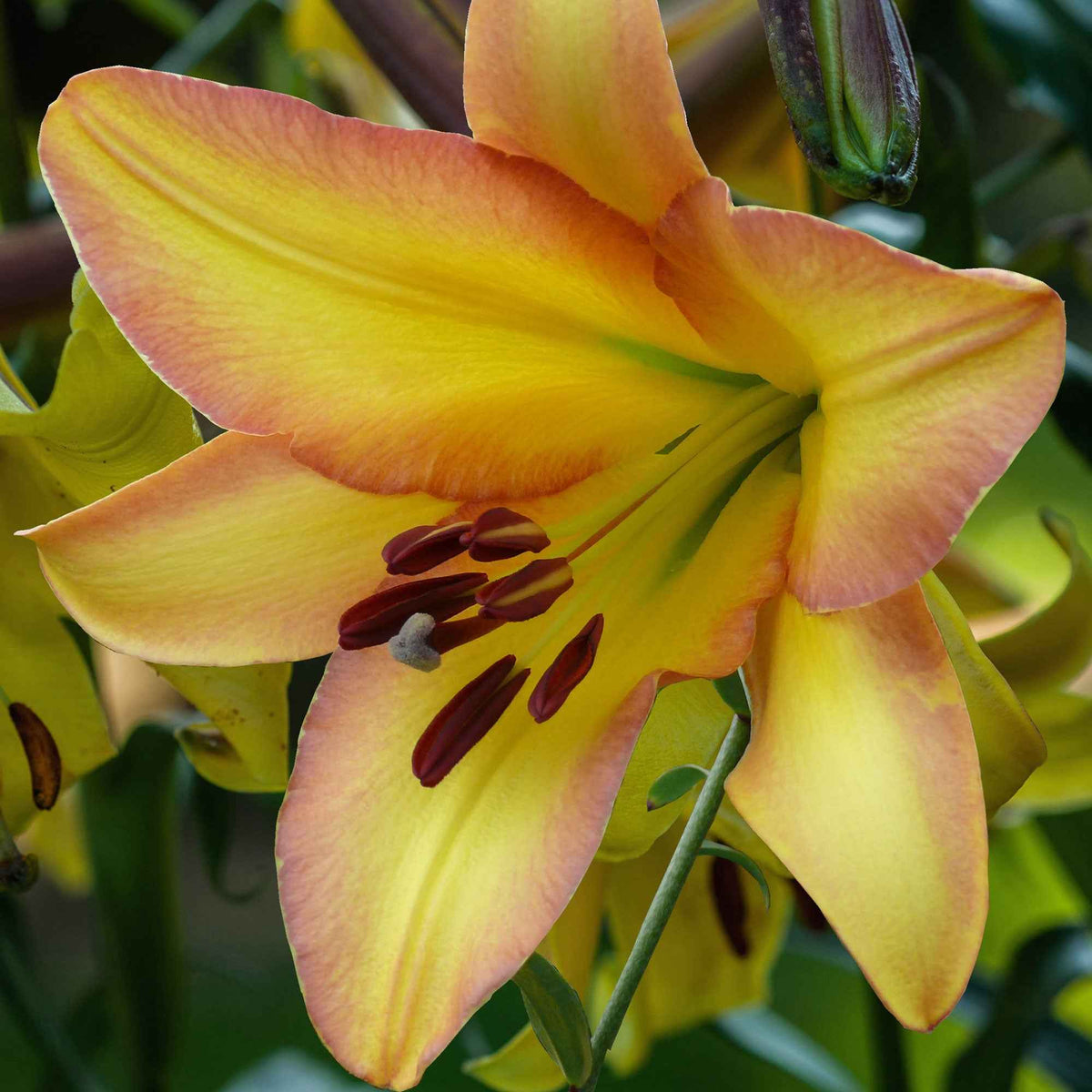 5 Lis géant Rising moon - Lilium 'rising moon' - Willemse