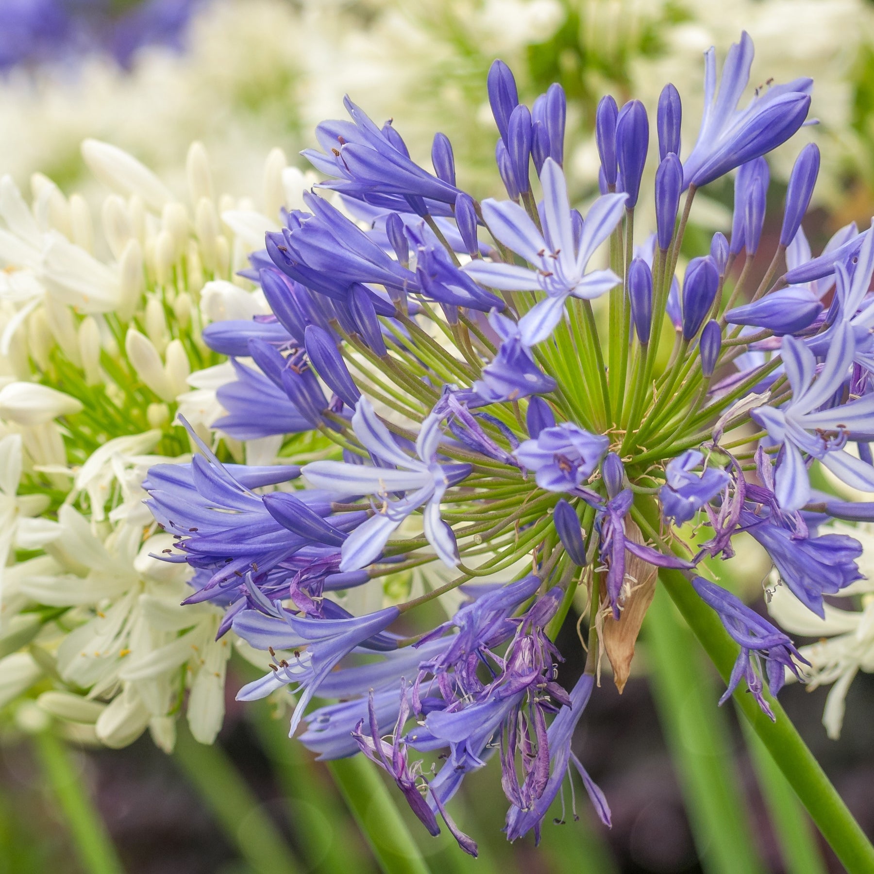 3 Agapanthes bleues - Agapanthus umbellatus