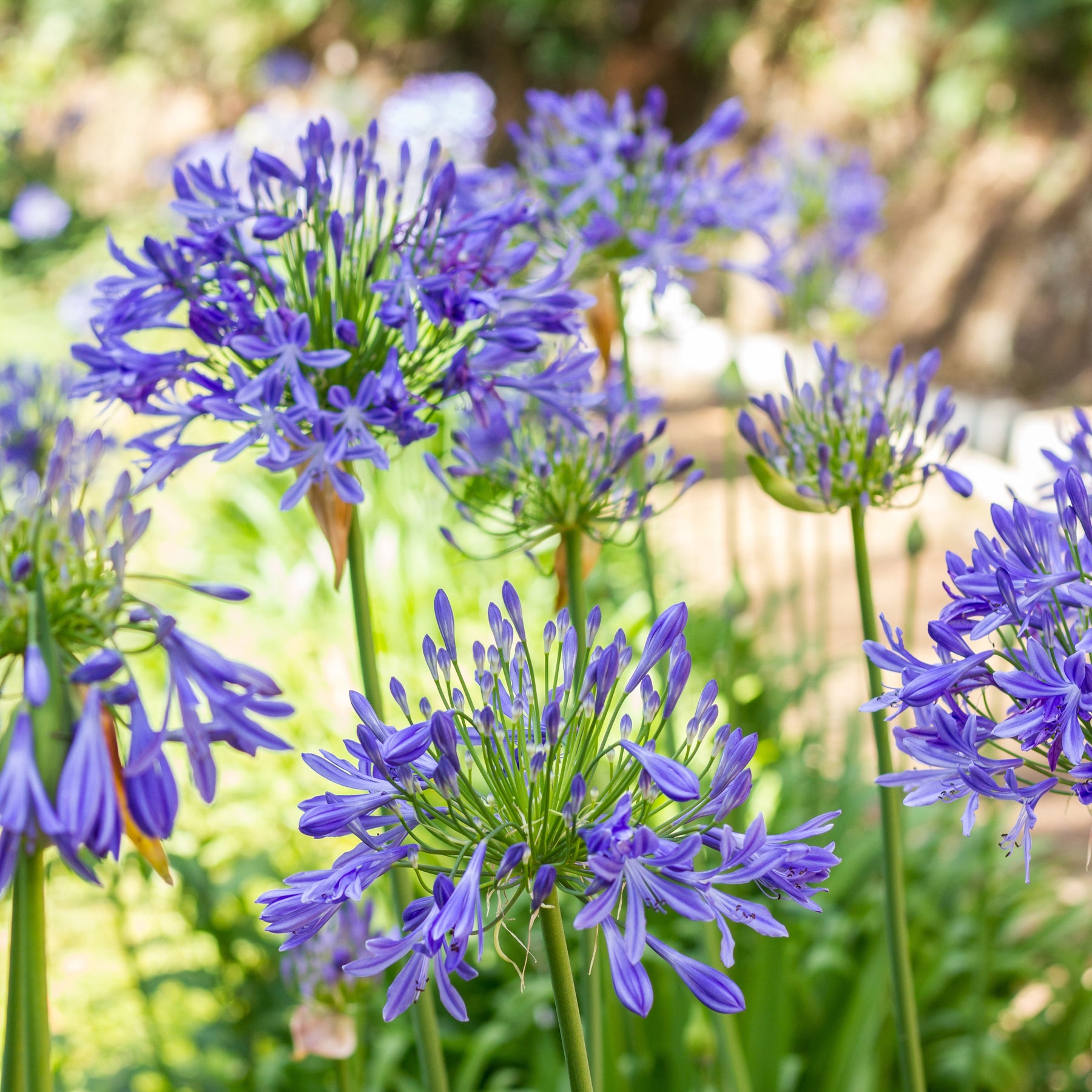 3 Agapanthes bleues - Agapanthus umbellatus