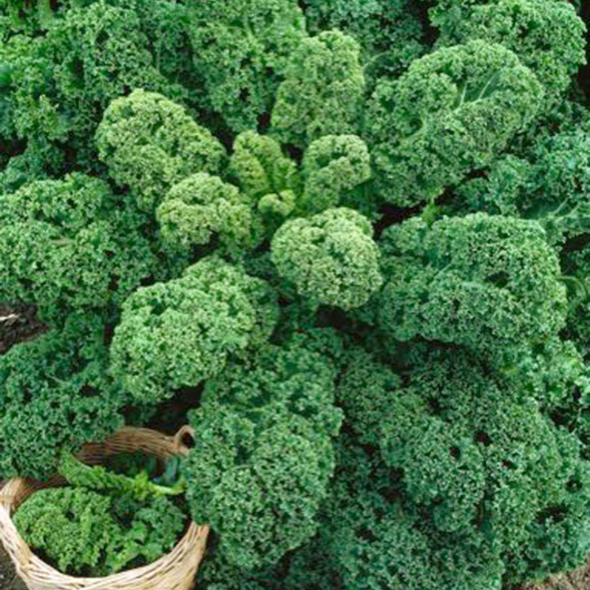 Chou frisé d'automne tardif Westlandse Herfst Kale - Brassica oleracea sabauda Westlandse Herfst Kale - Willemse