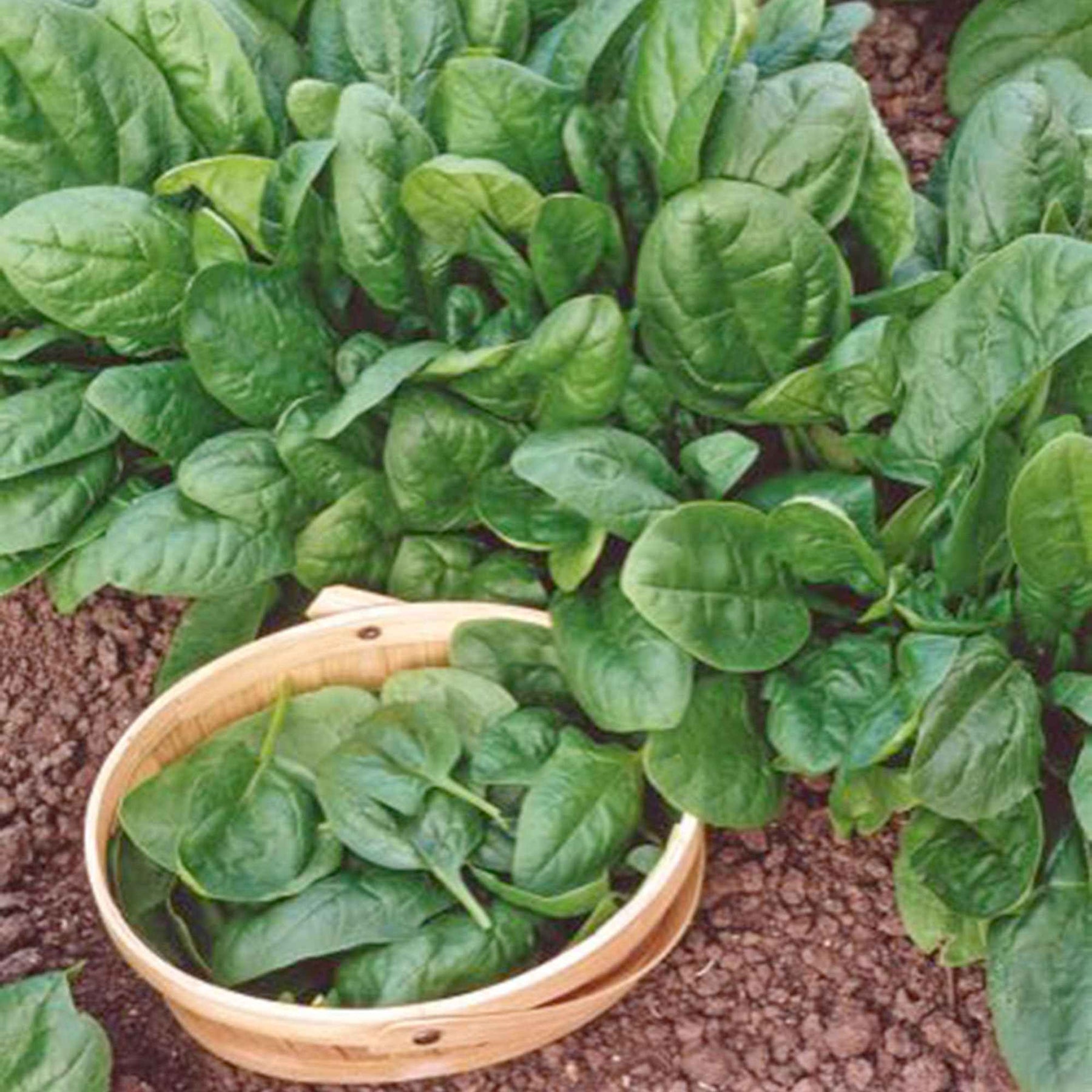 Epinard Nores - Beta vulgaris nores - Graines de fruits et légumes